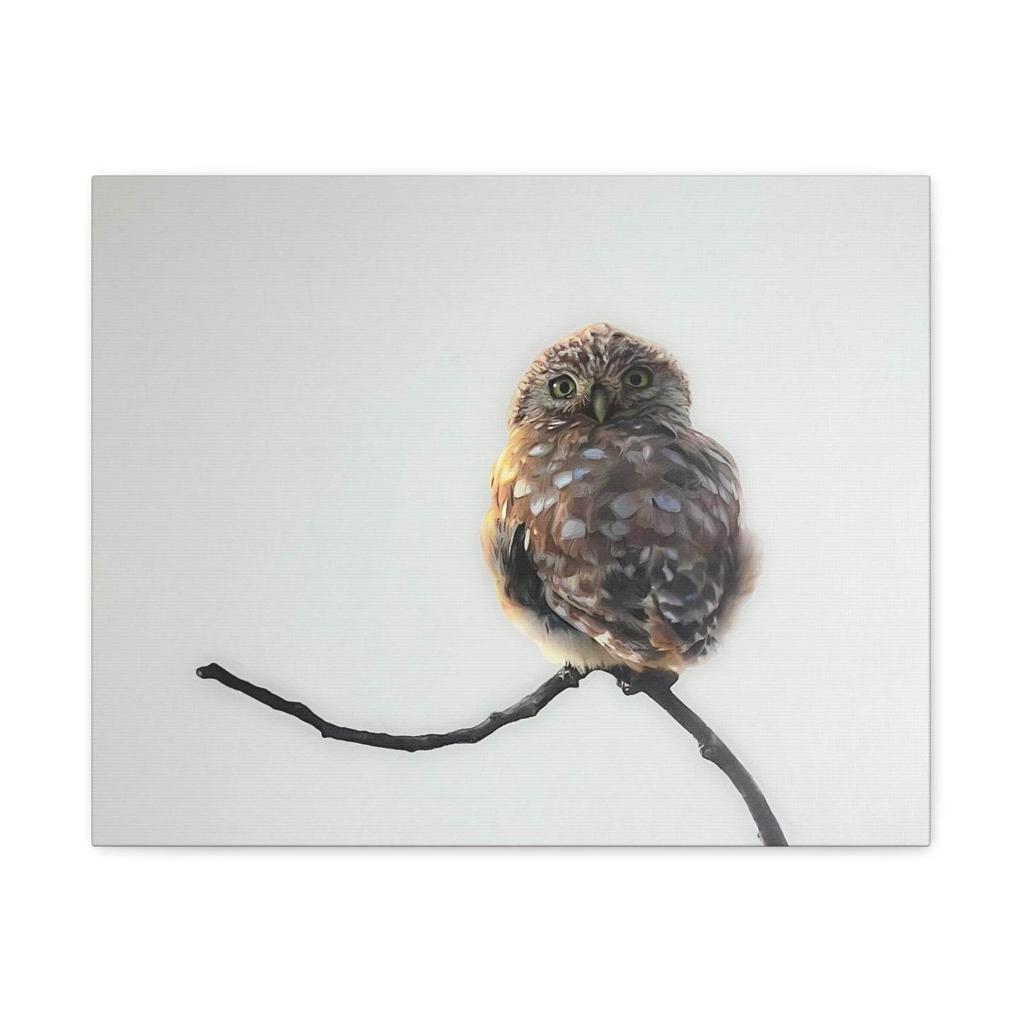 "Perched Owl" Stretched Canvas