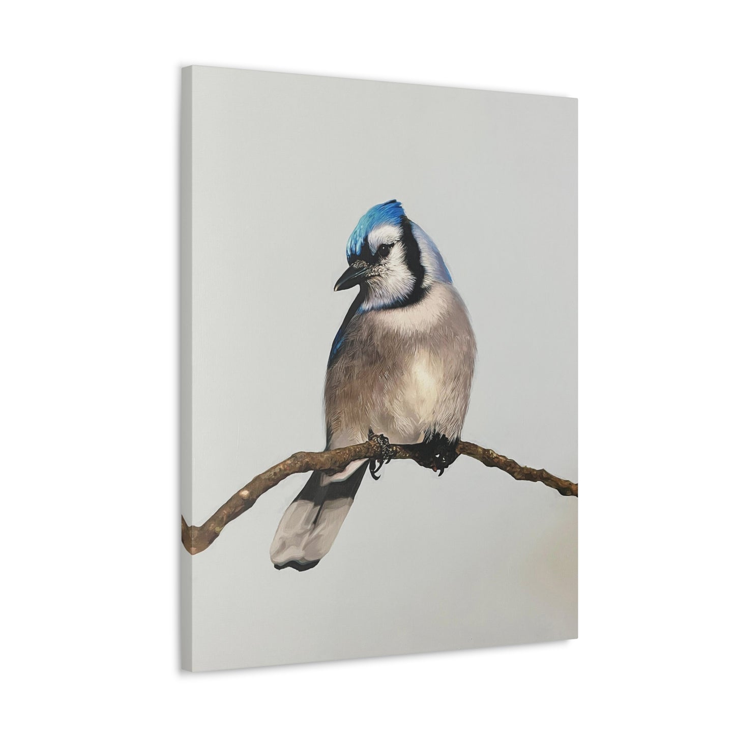 "Blue Jay" Stretched Canvas