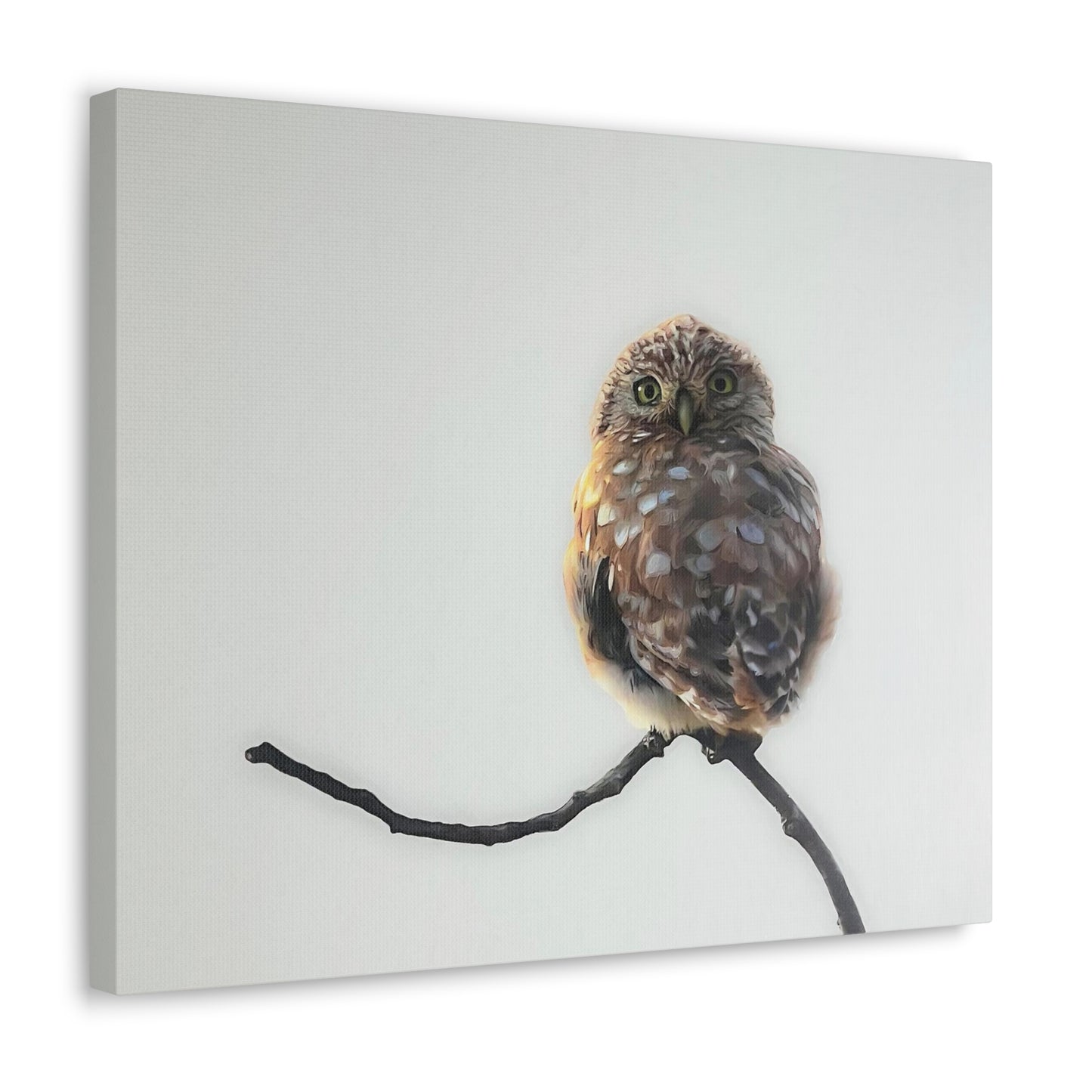 "Perched Owl" Stretched Canvas