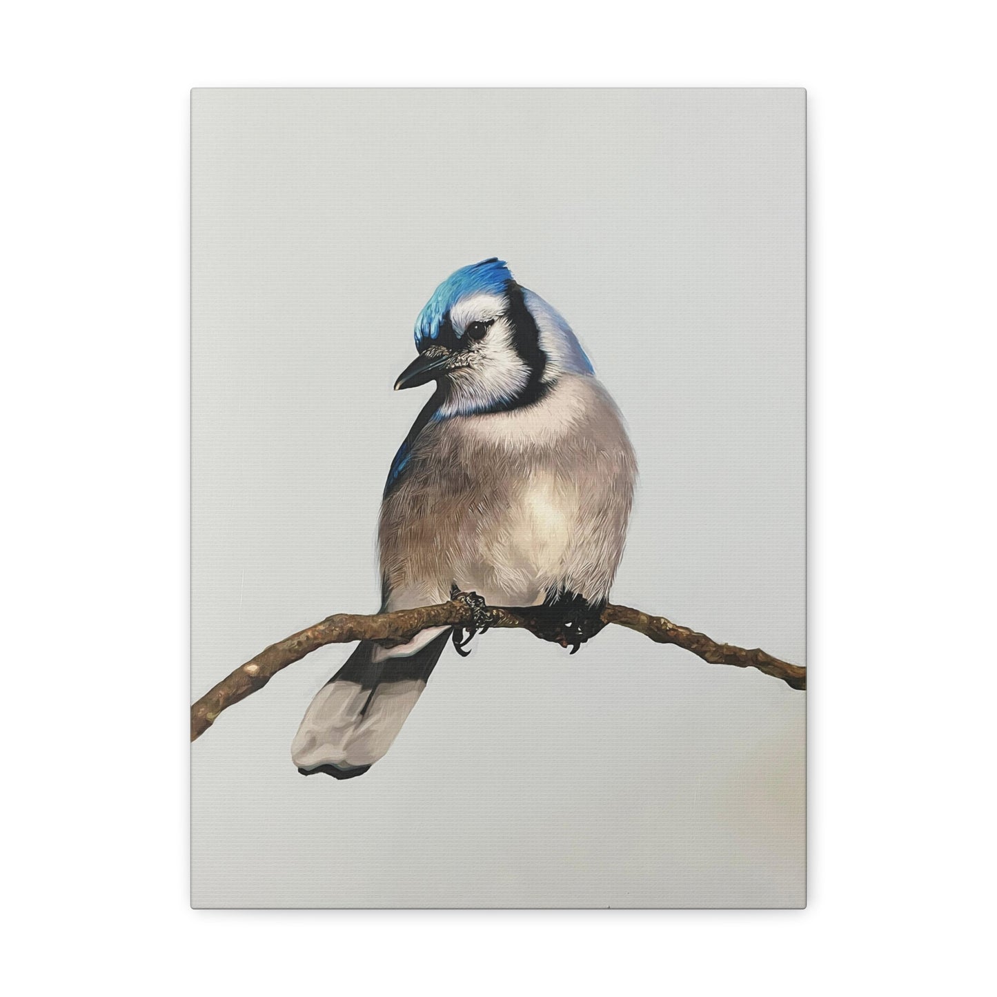 "Blue Jay" Stretched Canvas