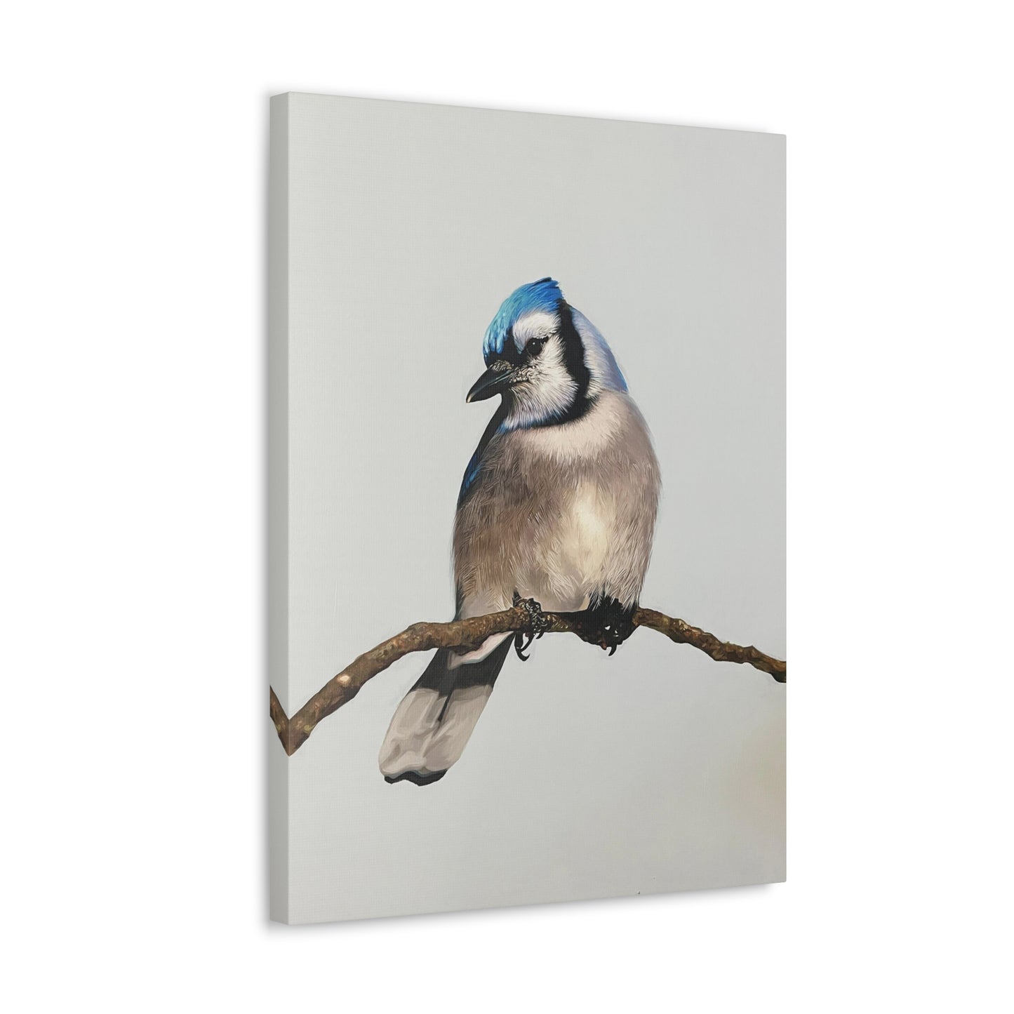 "Blue Jay" Stretched Canvas