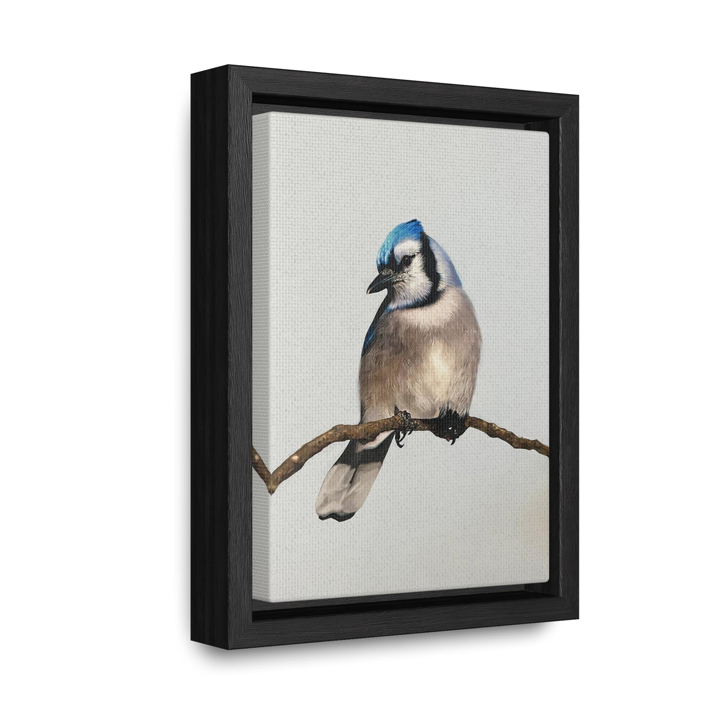 "Blue Jay" Framed Canvas