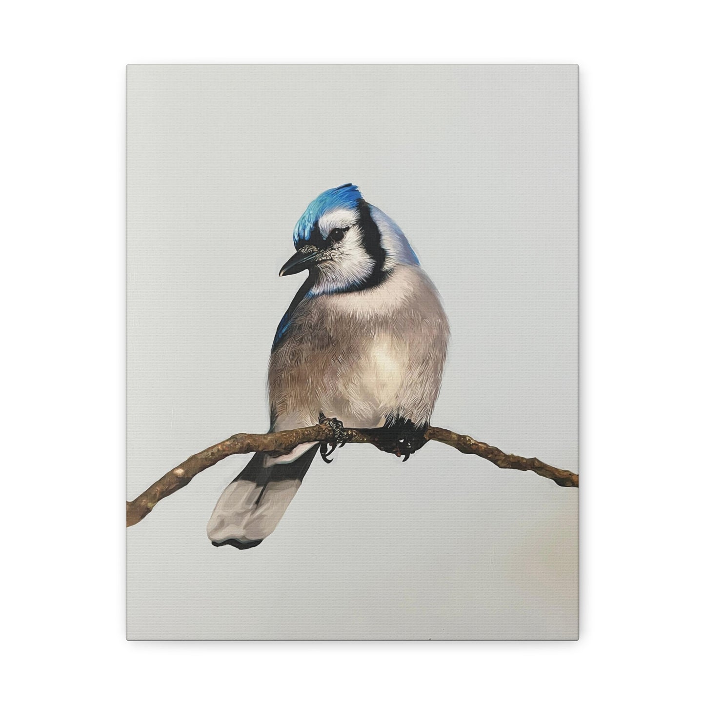 "Blue Jay" Stretched Canvas