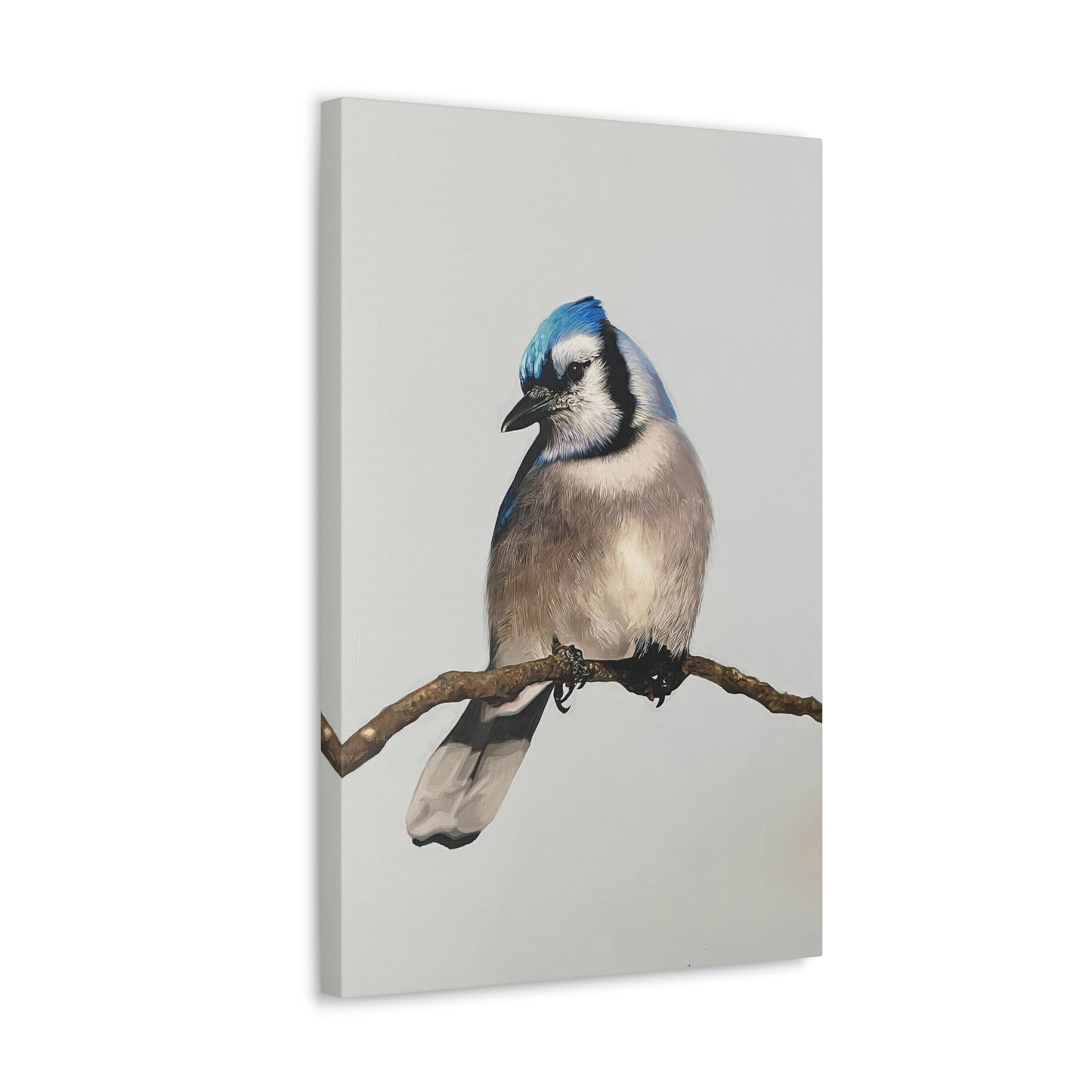 "Blue Jay" Stretched Canvas