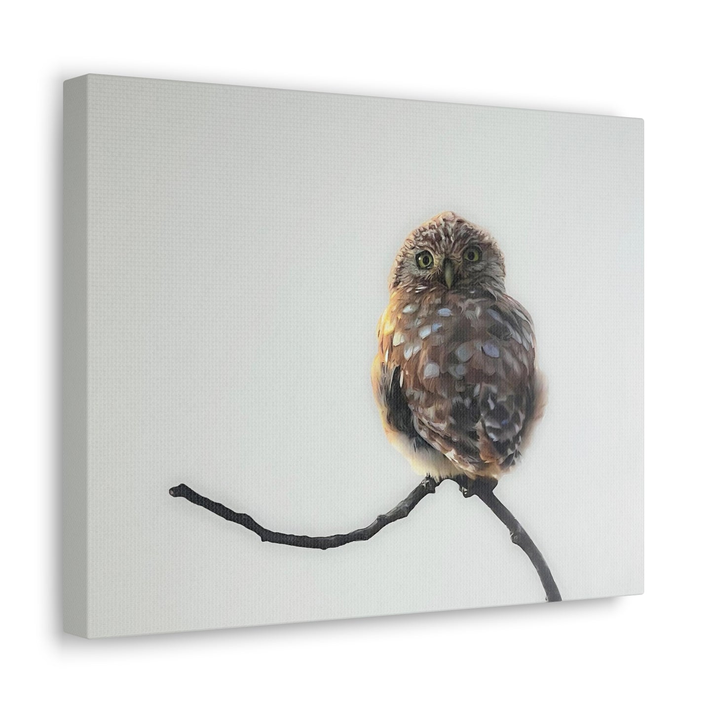 "Perched Owl" Stretched Canvas