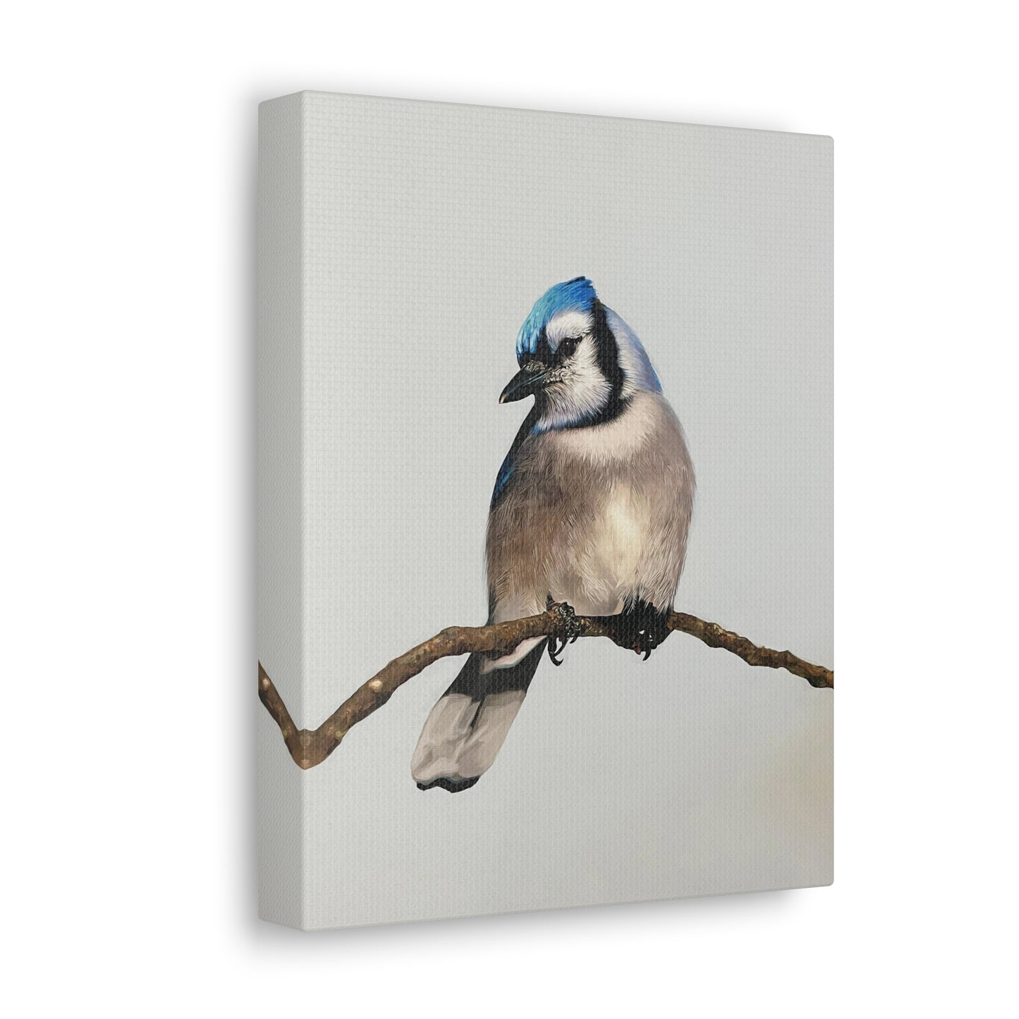 "Blue Jay" Stretched Canvas