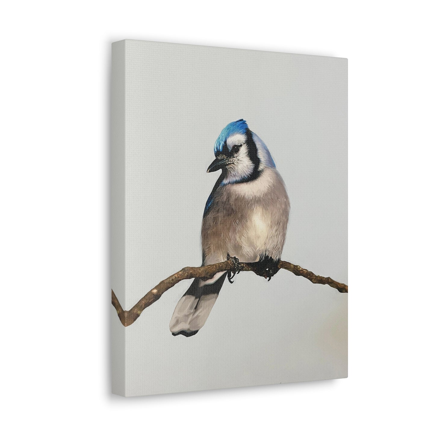 "Blue Jay" Stretched Canvas