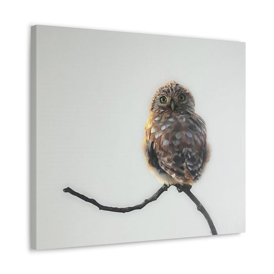 "Perched Owl" Stretched Canvas