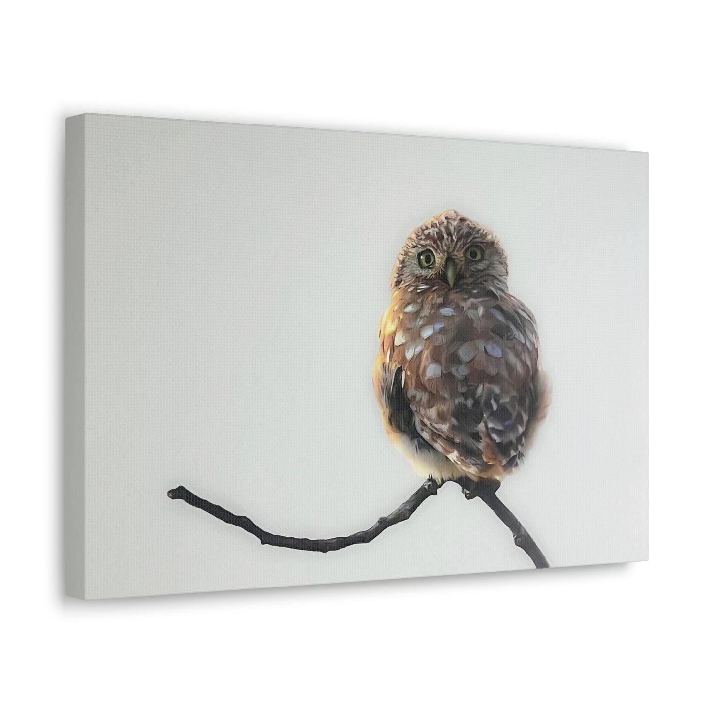 "Perched Owl" Stretched Canvas