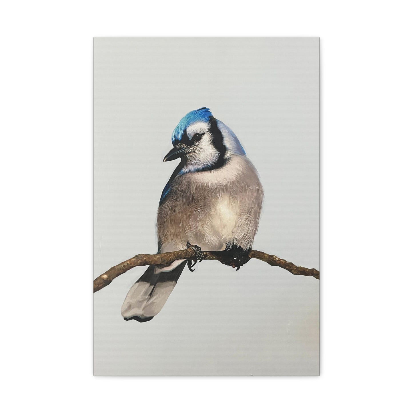 "Blue Jay" Stretched Canvas