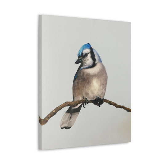 "Blue Jay" Stretched Canvas