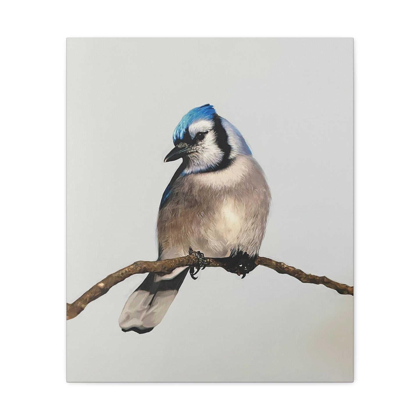 "Blue Jay" Stretched Canvas