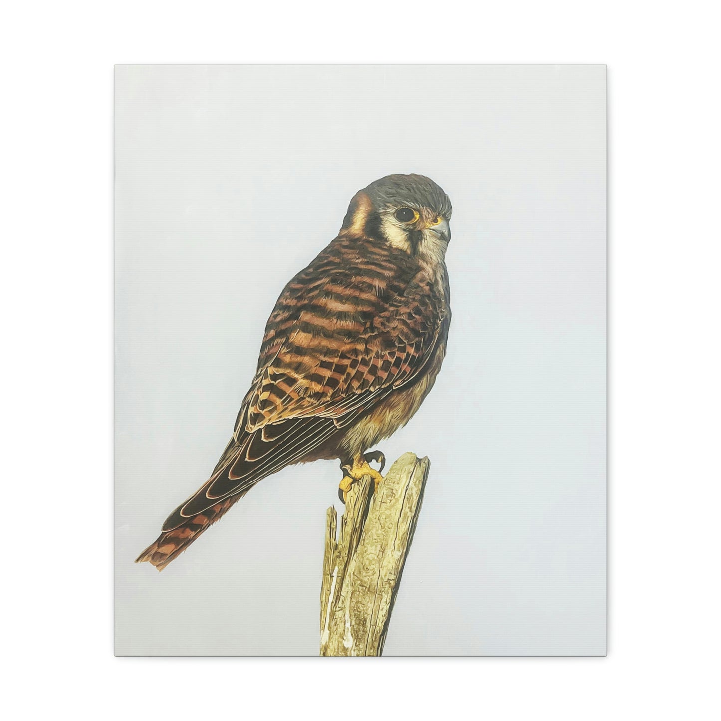 "Kestrel" Stretched Canvas