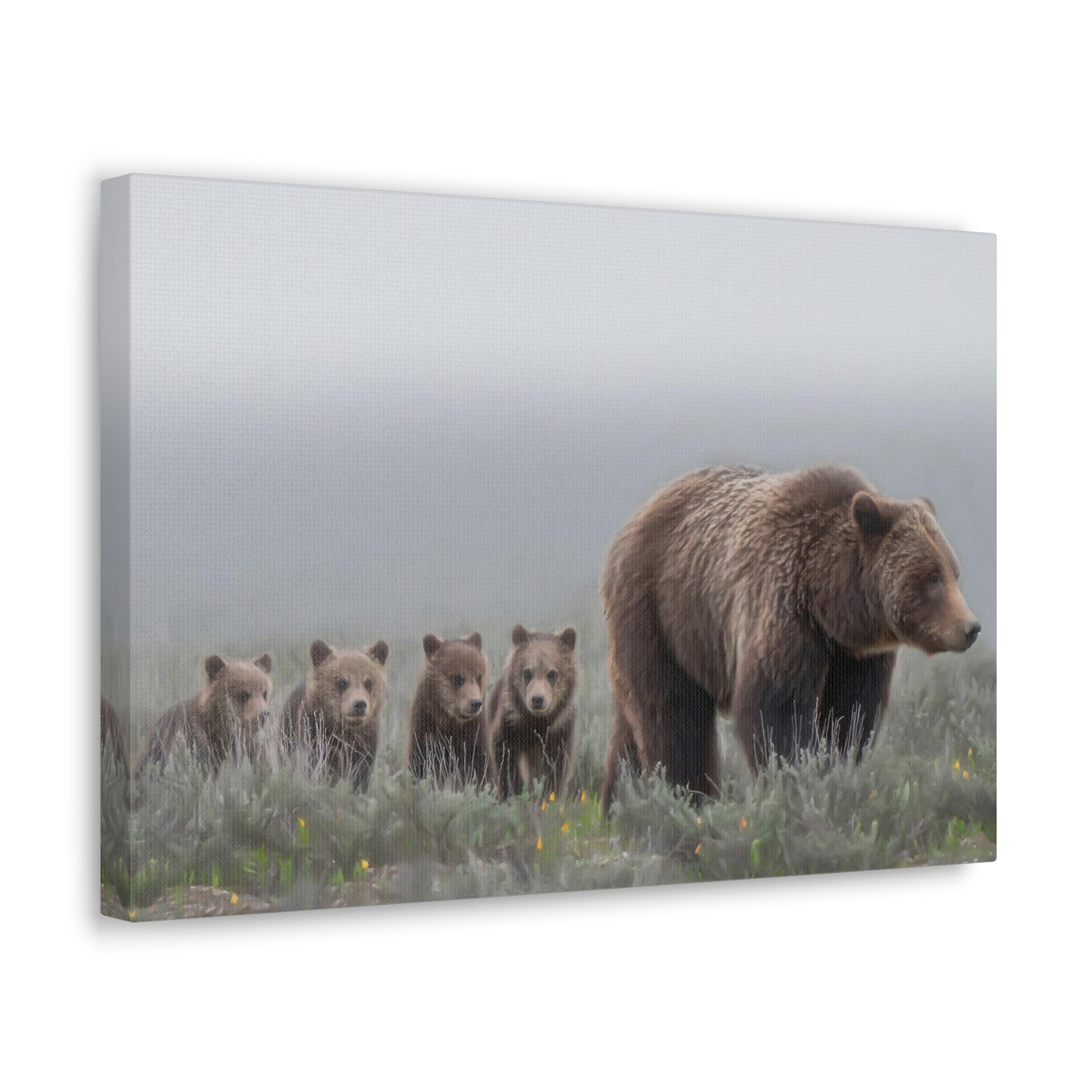 "Grizzly 399" Stretched Canvas