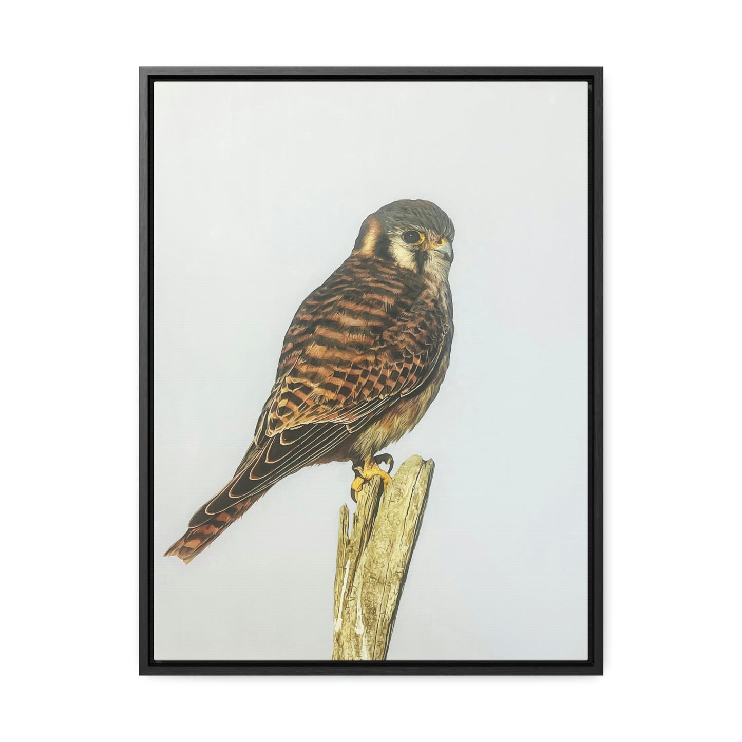 "Kestrel" Framed Canvas