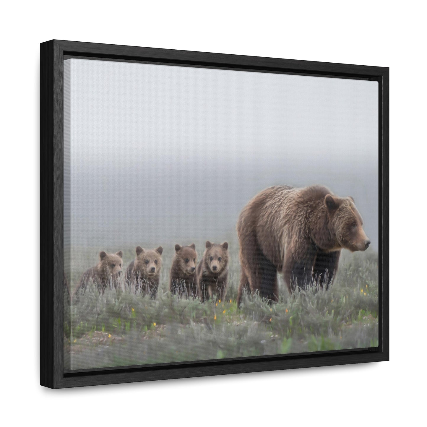 "Grizzly 399" Framed Canvas