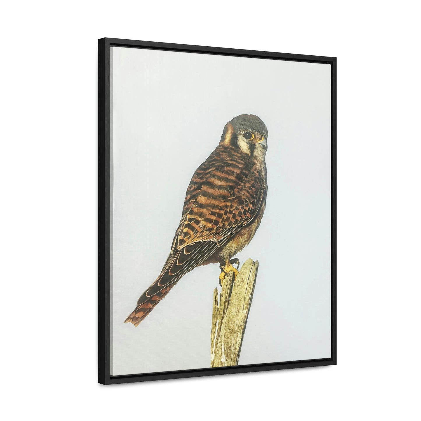 "Kestrel" Framed Canvas