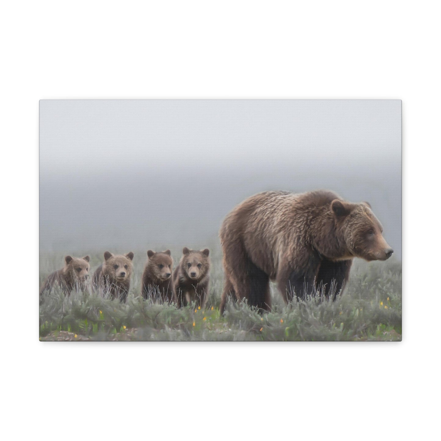 "Grizzly 399" Stretched Canvas