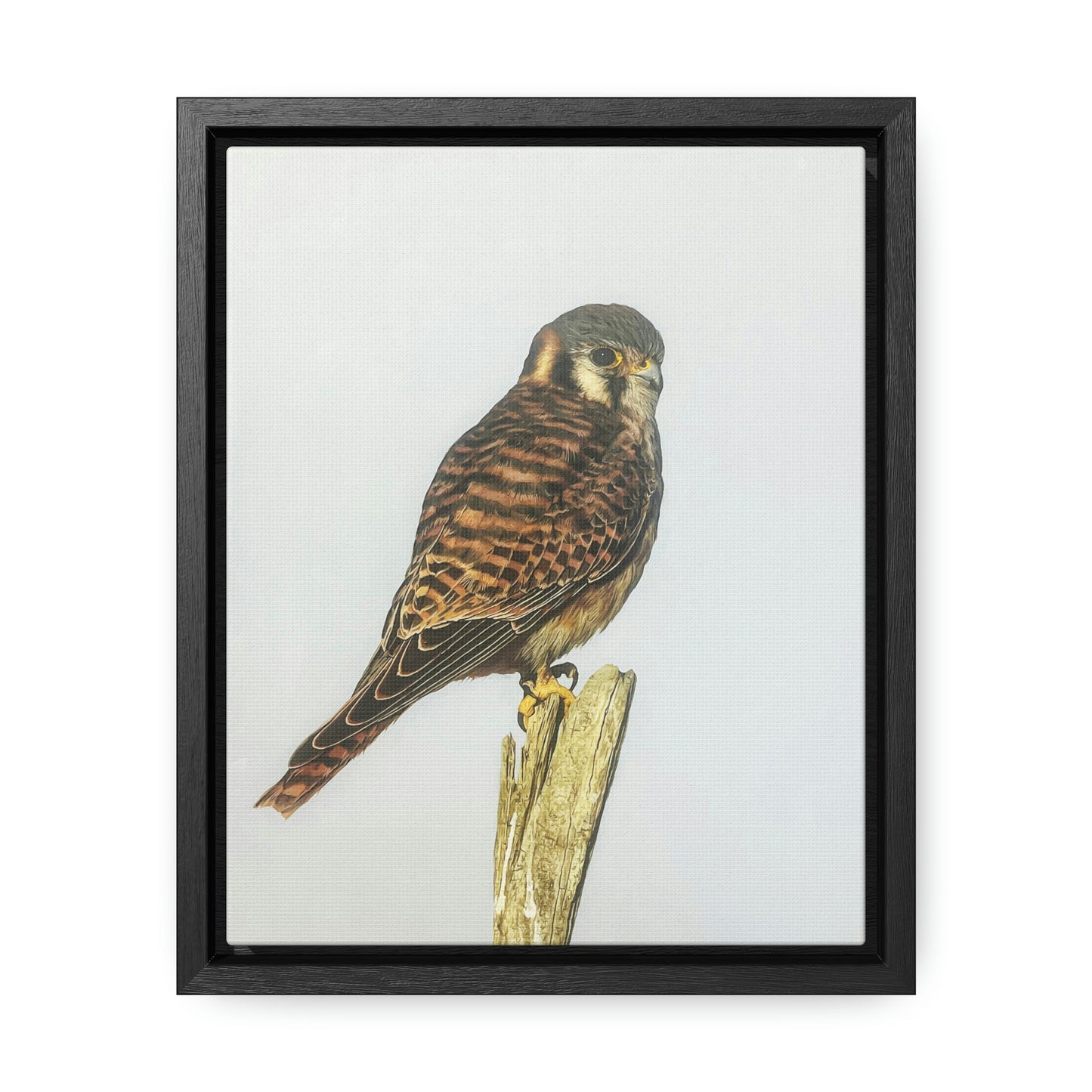 "Kestrel" Framed Canvas