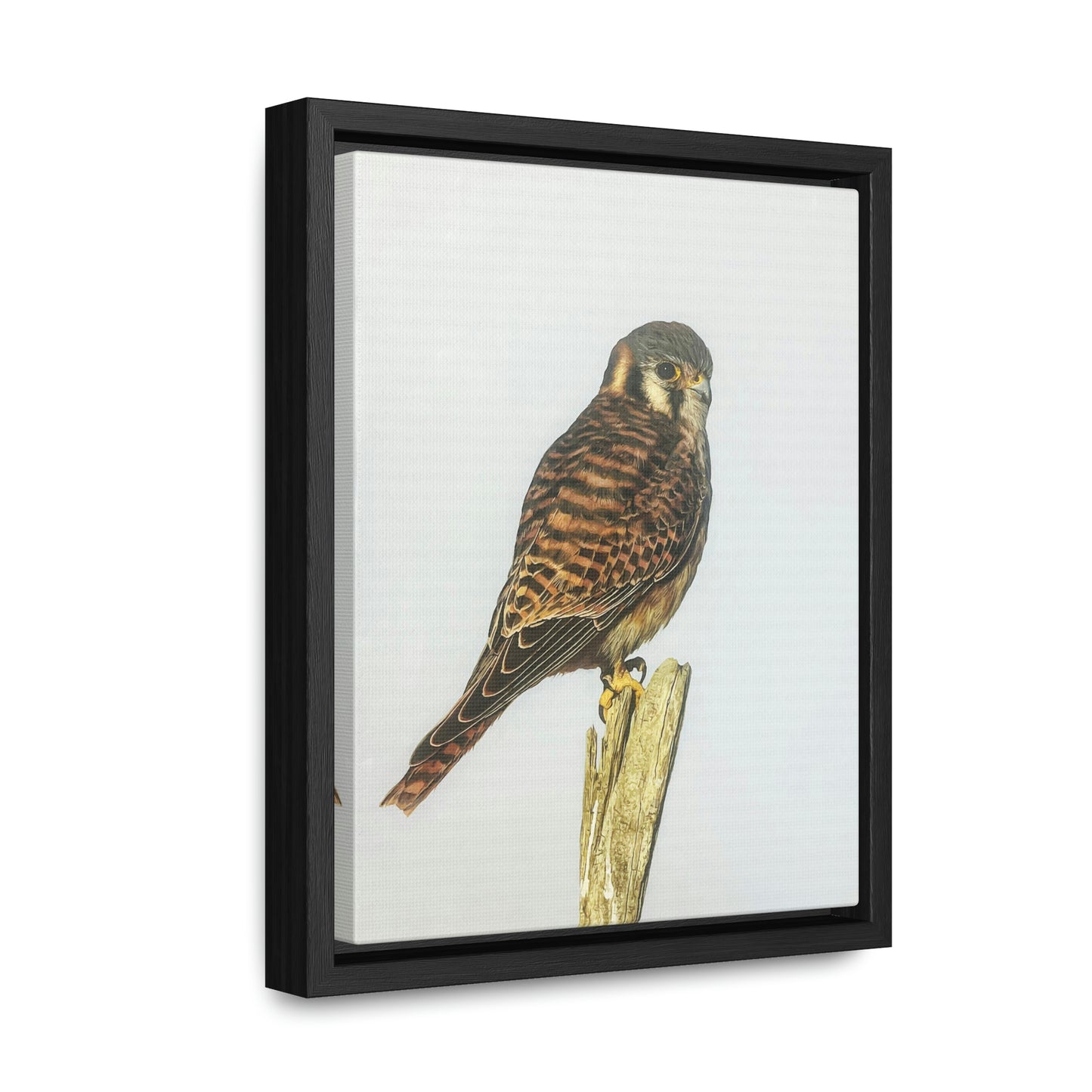 "Kestrel" Framed Canvas