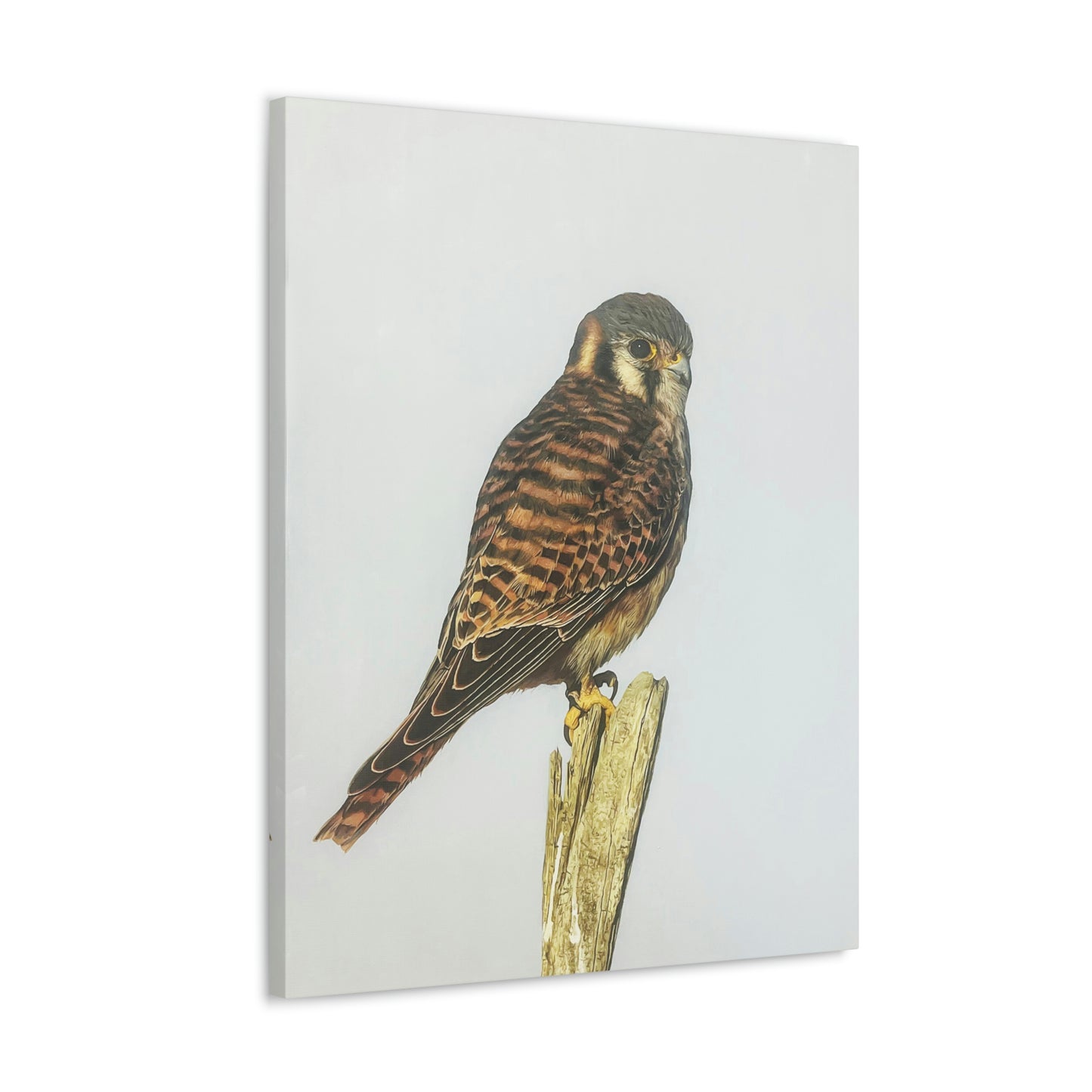 "Kestrel" Stretched Canvas