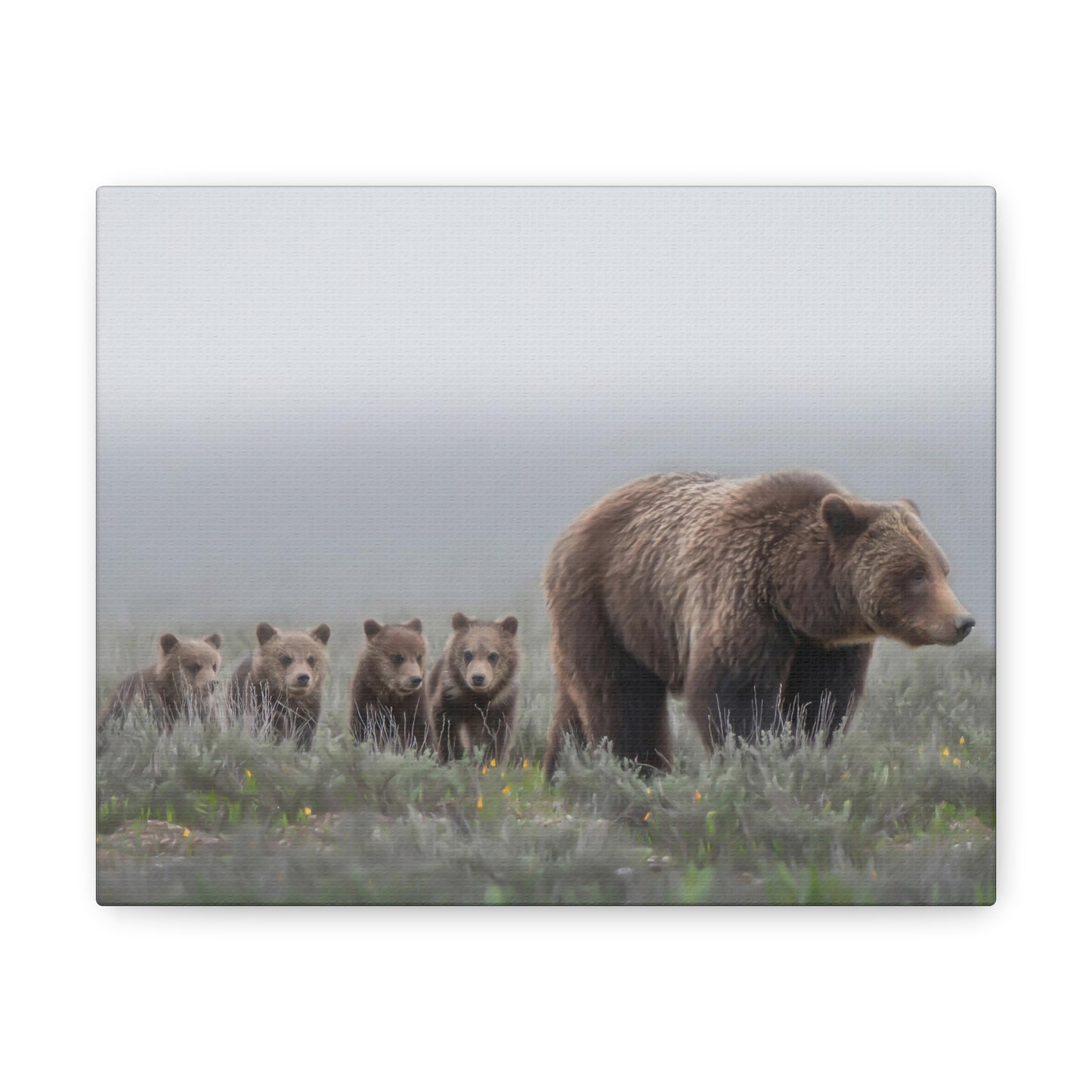 "Grizzly 399" Stretched Canvas