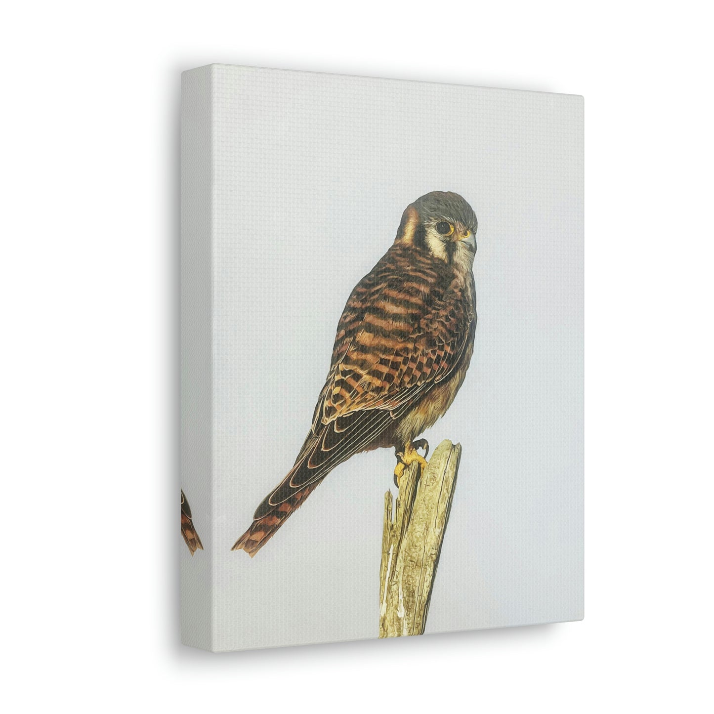 "Kestrel" Stretched Canvas