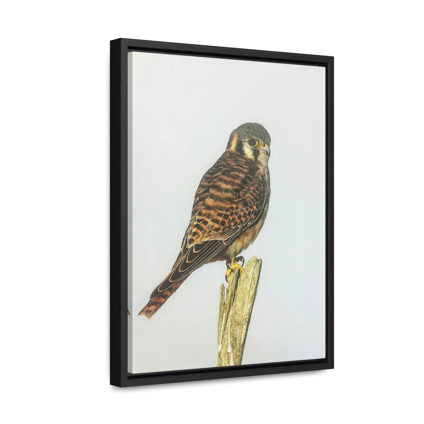 "Kestrel" Framed Canvas