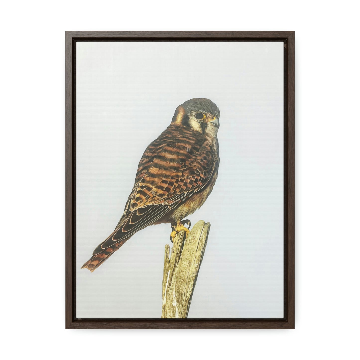 "Kestrel" Framed Canvas