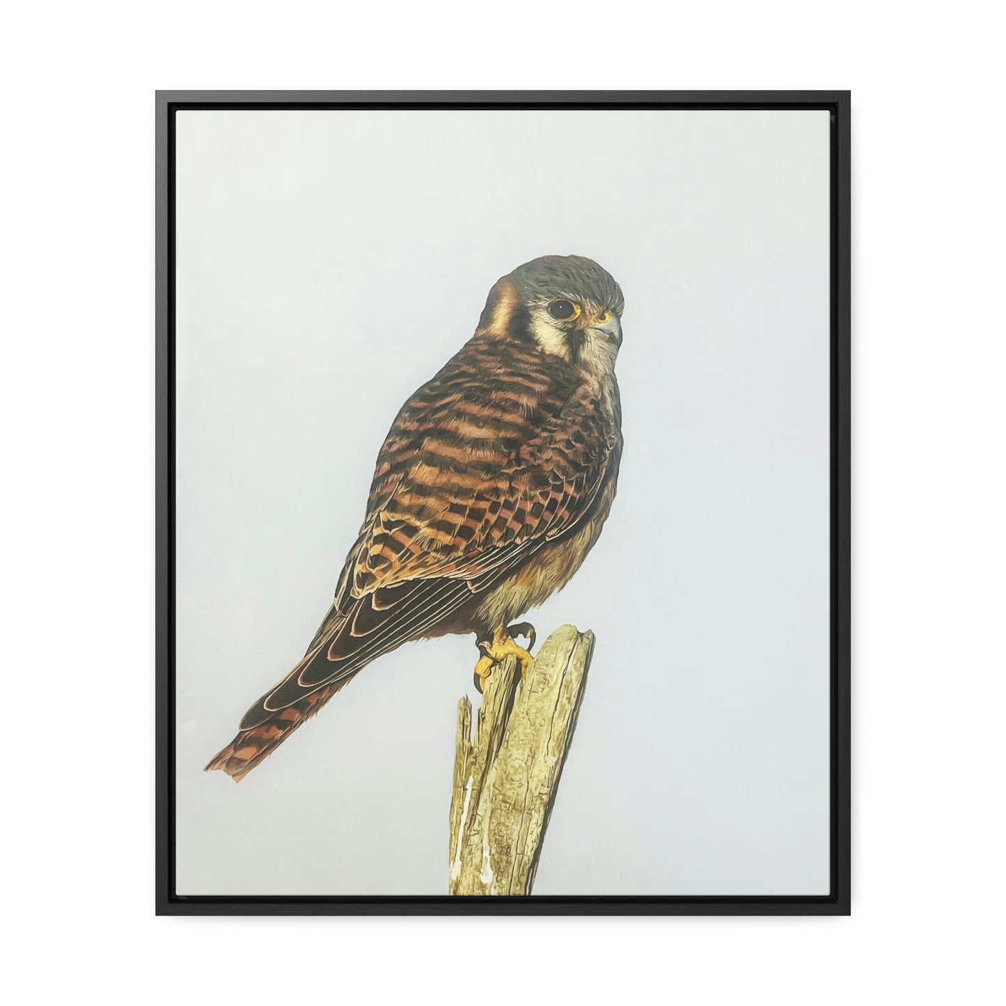 "Kestrel" Framed Canvas