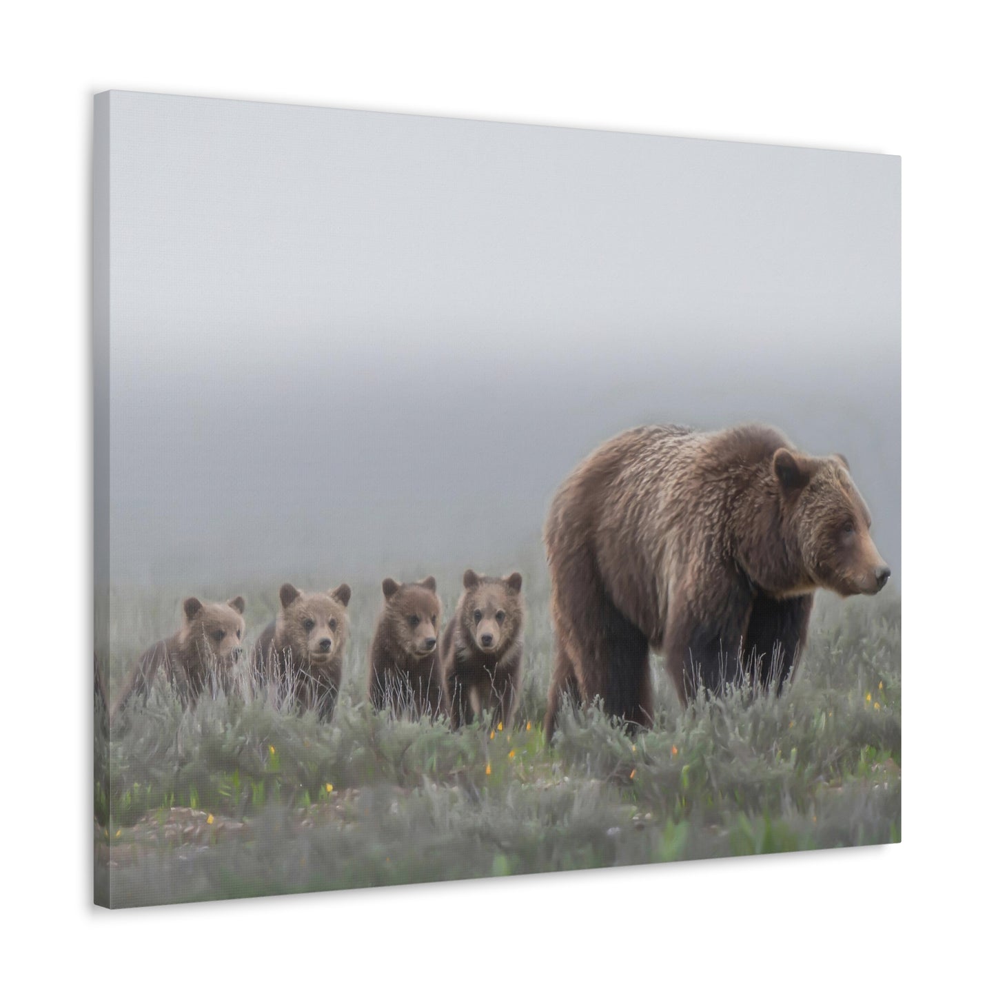 "Grizzly 399" Stretched Canvas