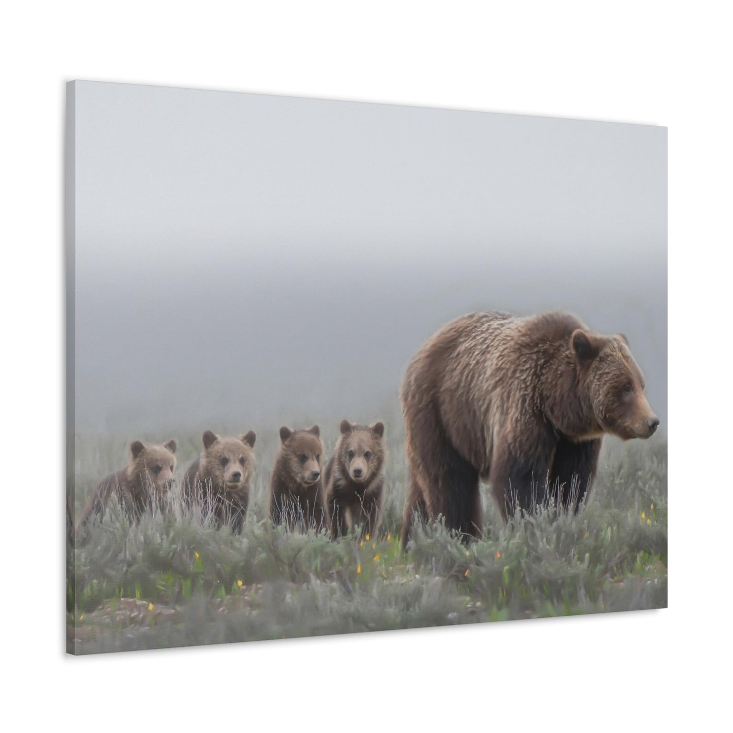 "Grizzly 399" Stretched Canvas