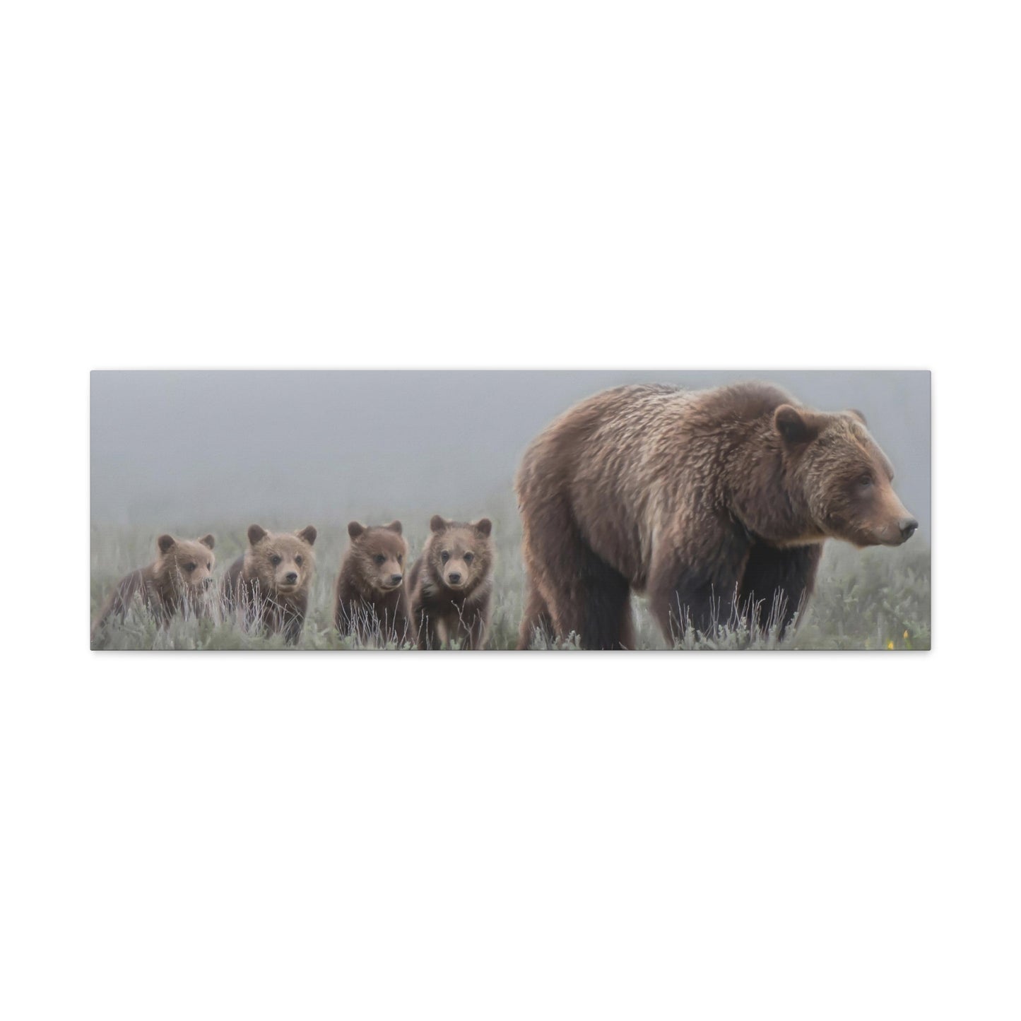 "Grizzly 399" Stretched Canvas