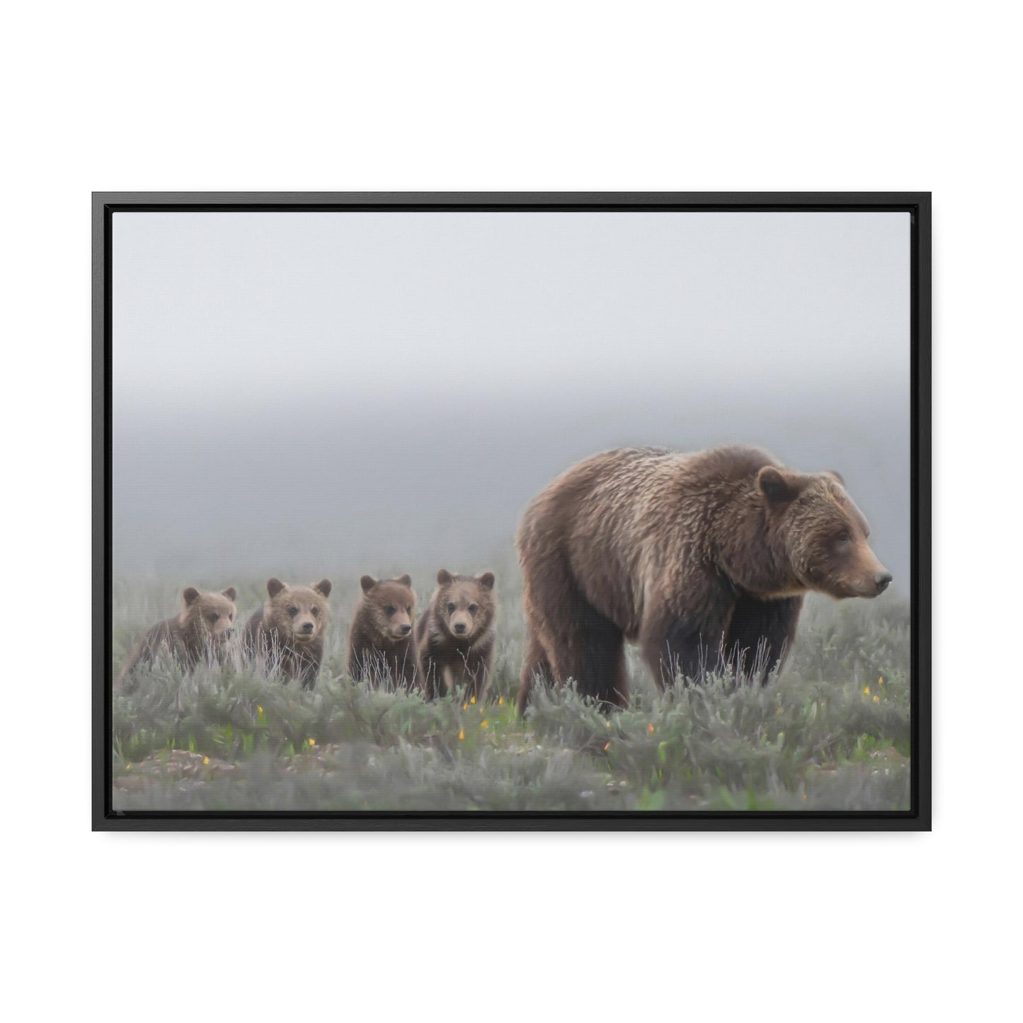 "Grizzly 399" Framed Canvas