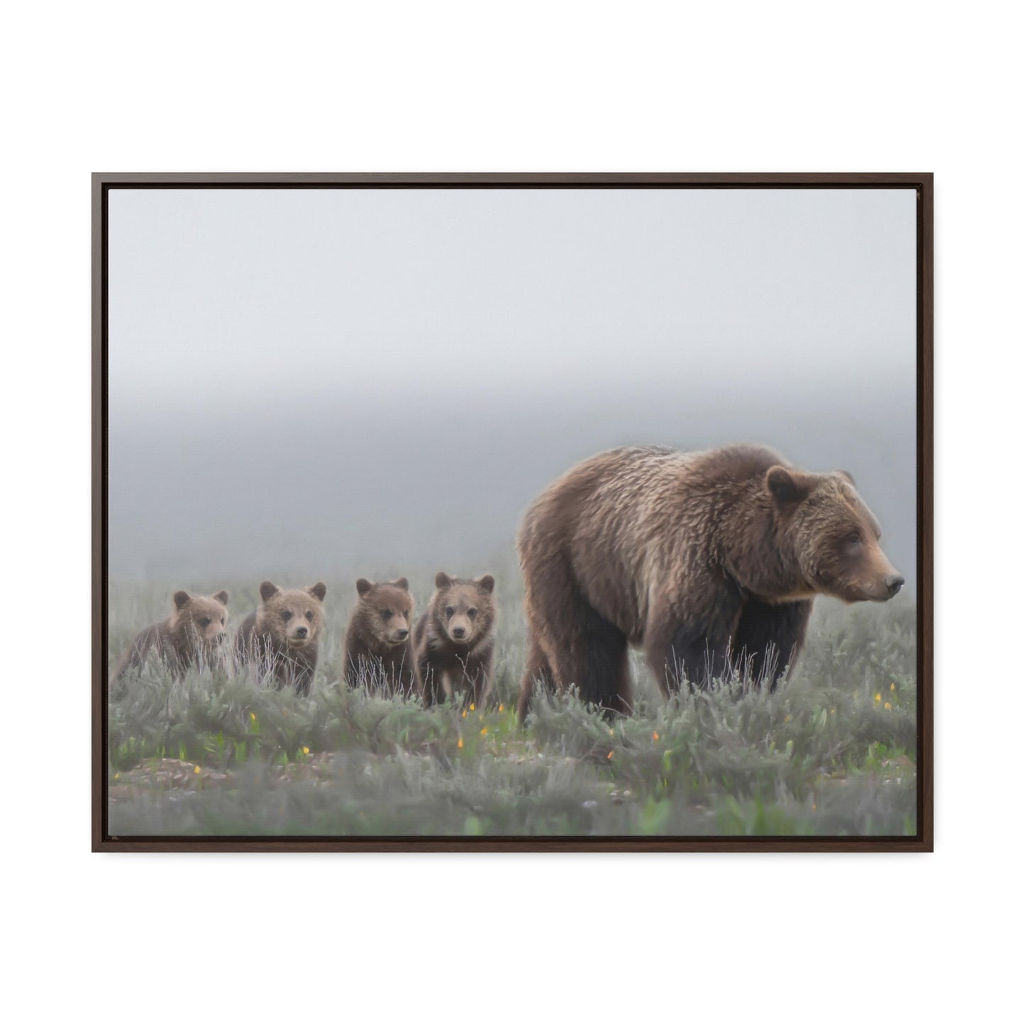 "Grizzly 399" Framed Canvas