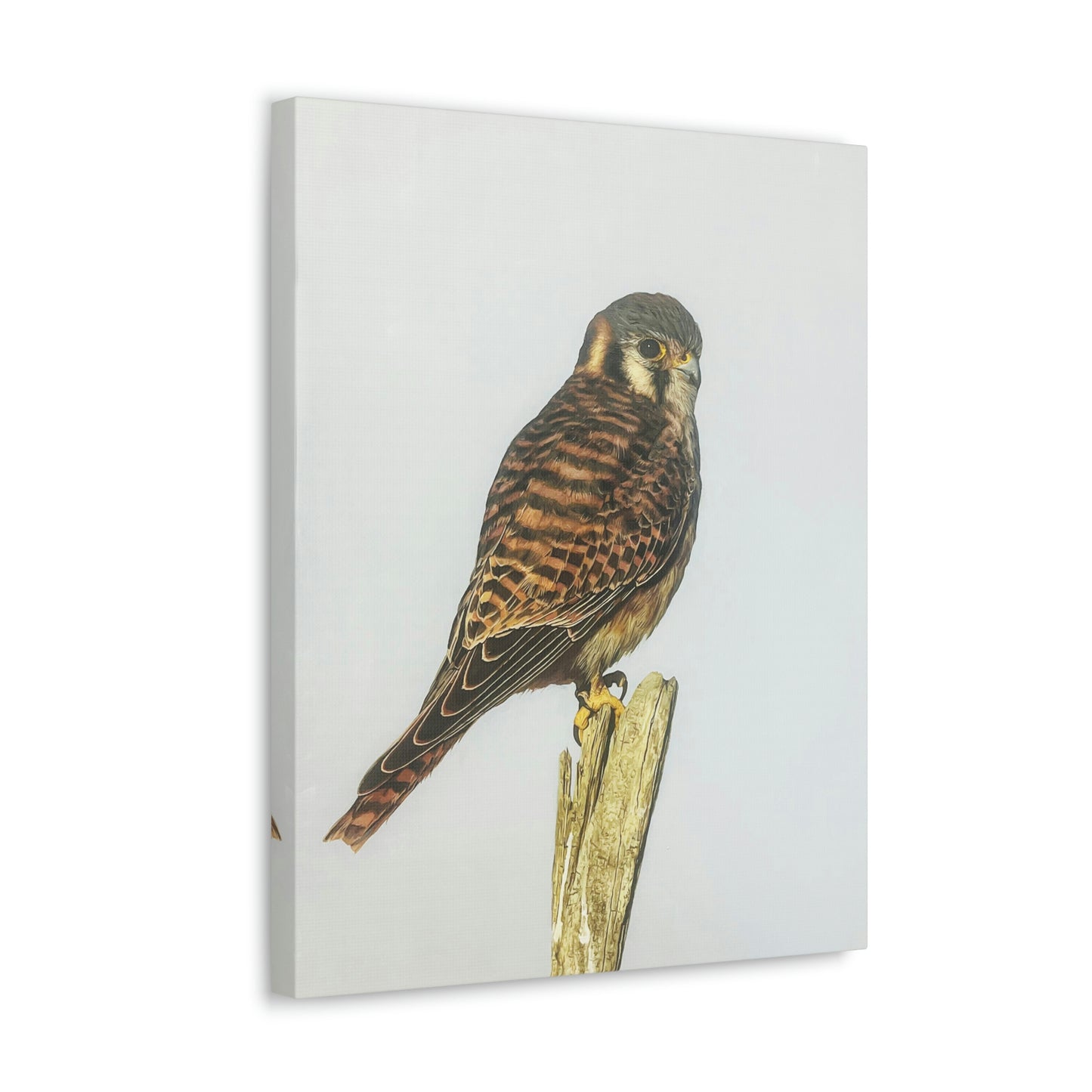 "Kestrel" Stretched Canvas