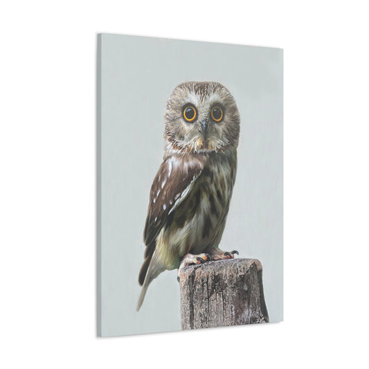 "Owl's Gaze" Stretched Canvas