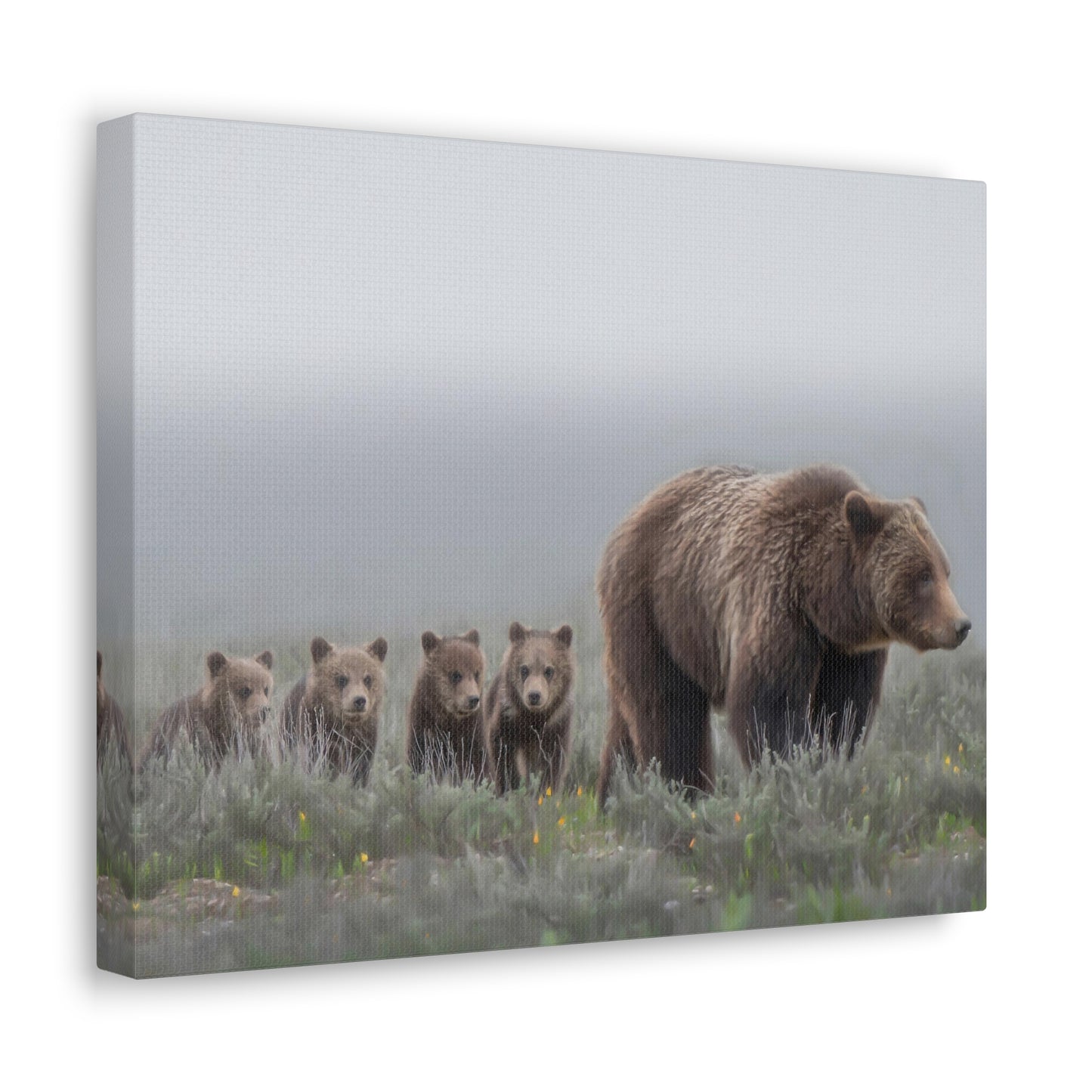 "Grizzly 399" Stretched Canvas