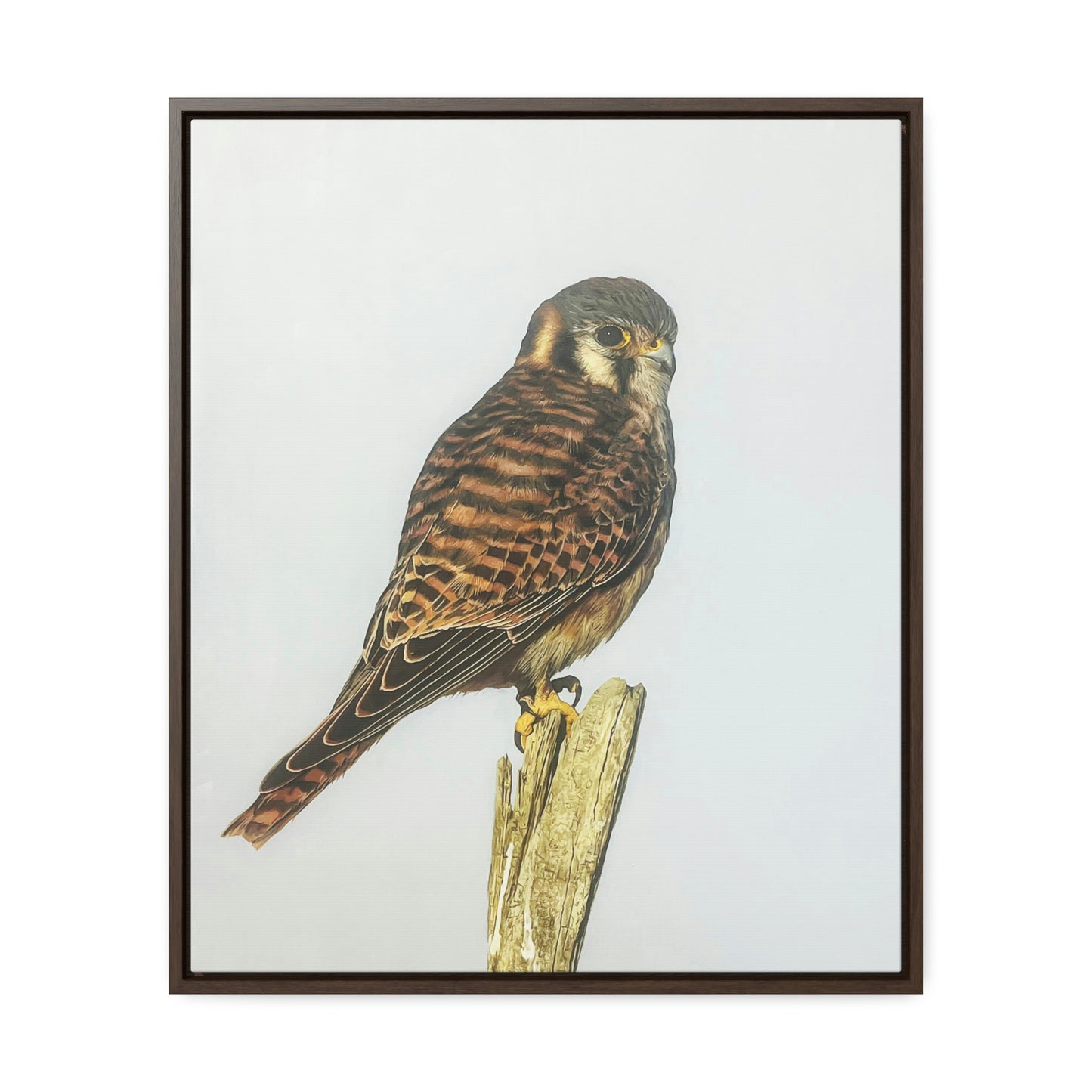 "Kestrel" Framed Canvas