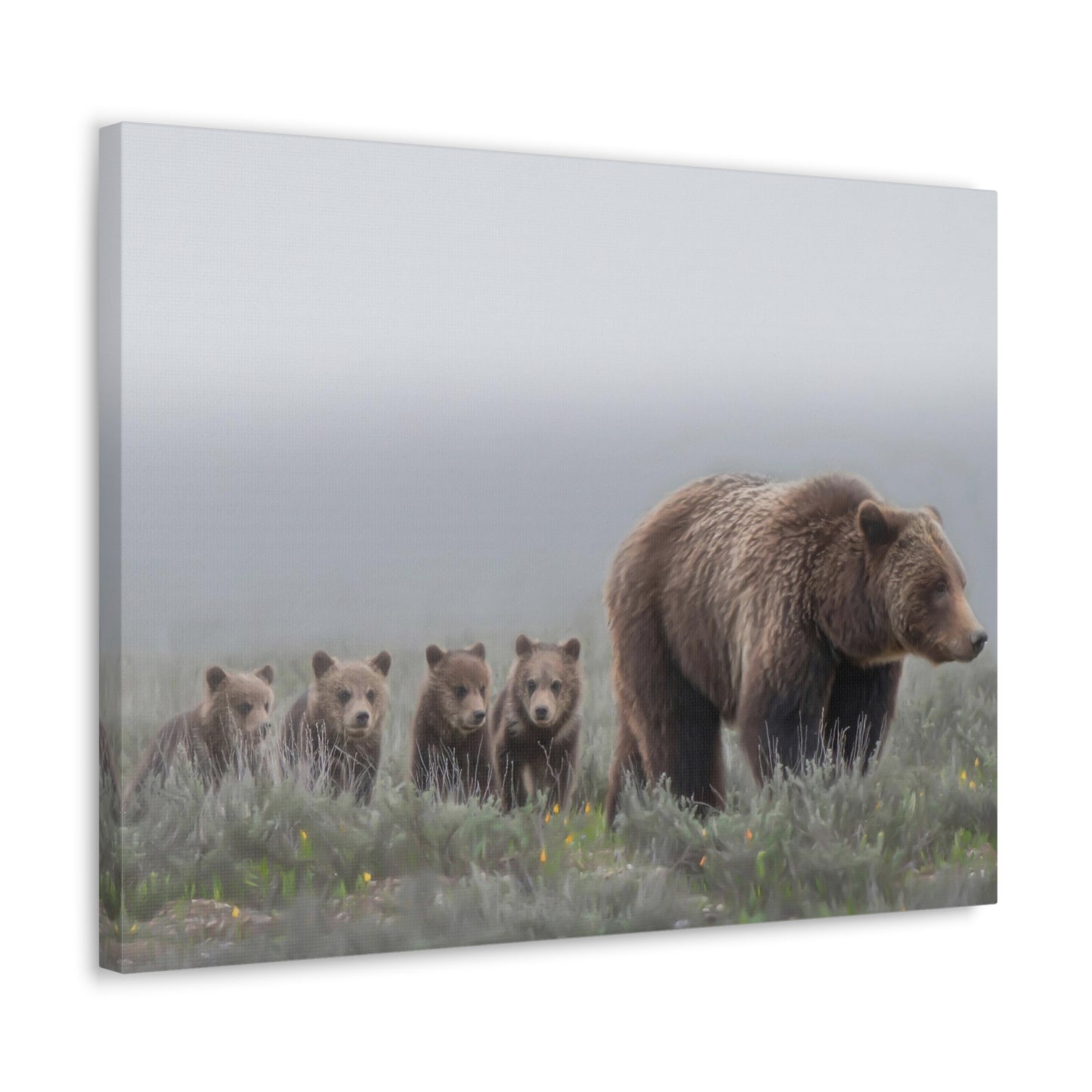 "Grizzly 399" Stretched Canvas