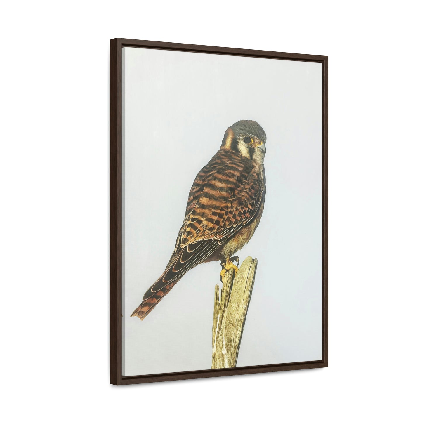 "Kestrel" Framed Canvas