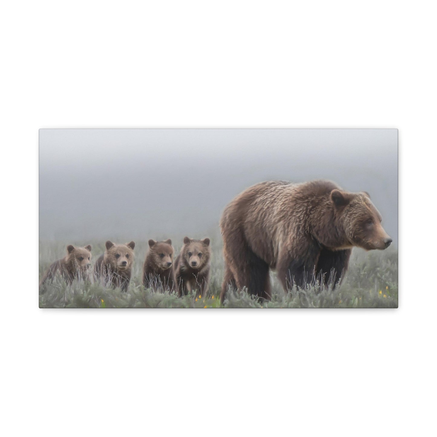 "Grizzly 399" Stretched Canvas