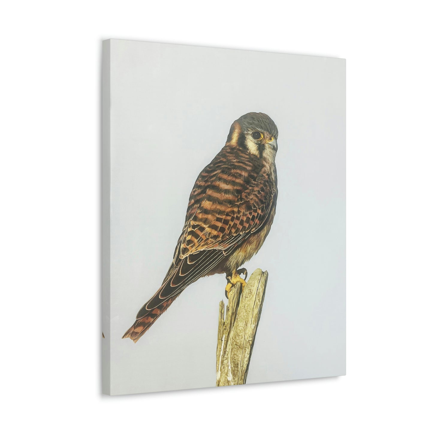 "Kestrel" Stretched Canvas