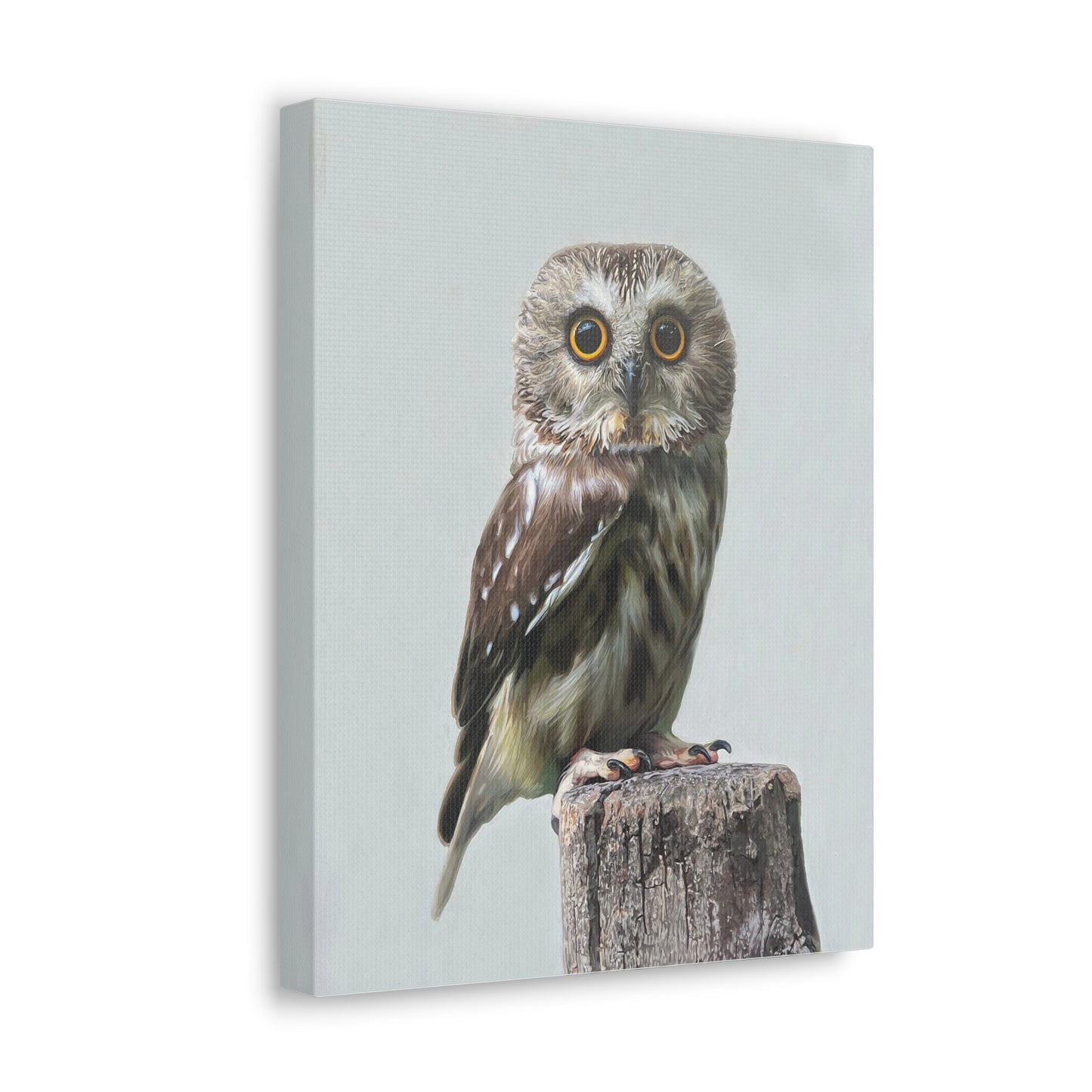 "Owl's Gaze" Stretched Canvas