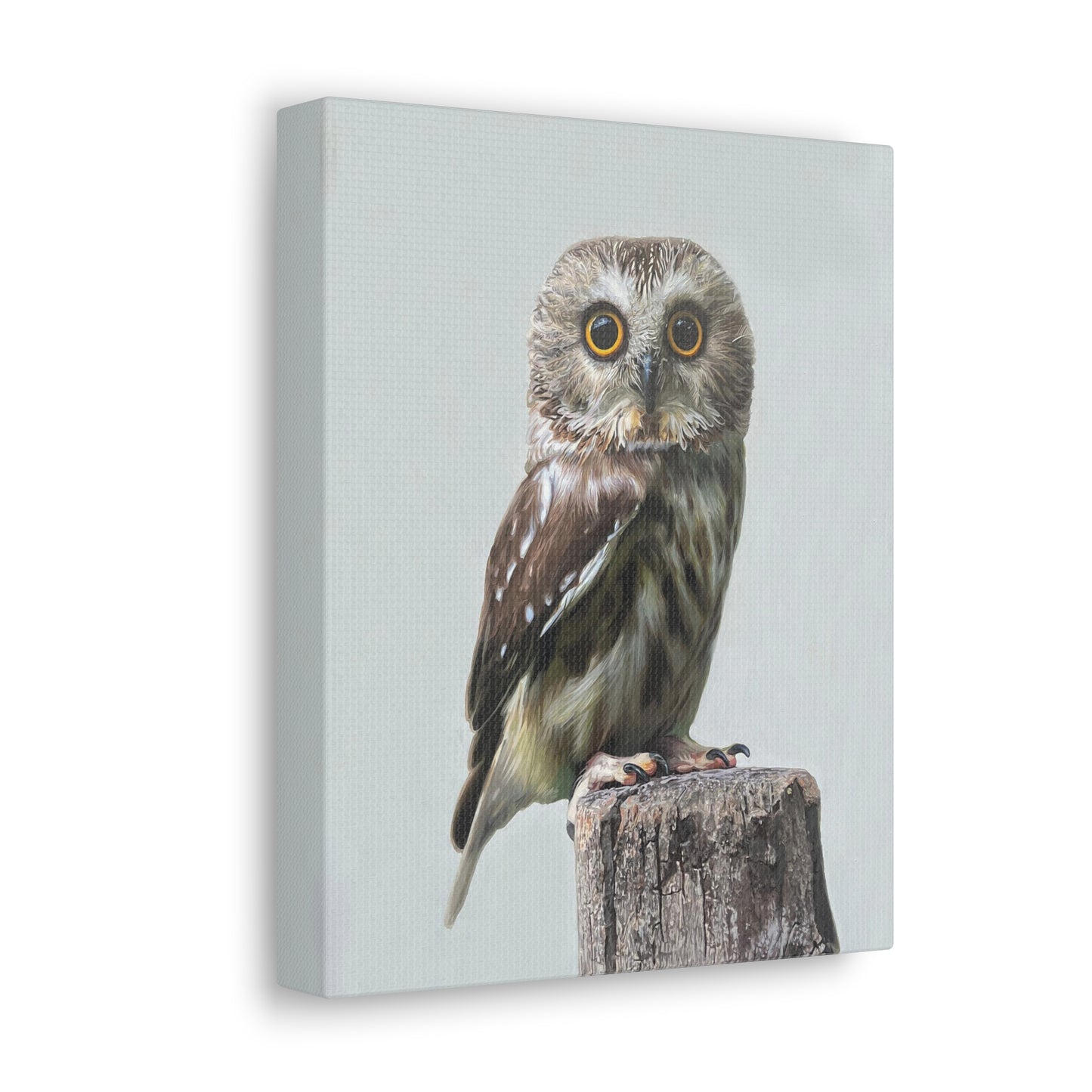 "Owl's Gaze" Stretched Canvas