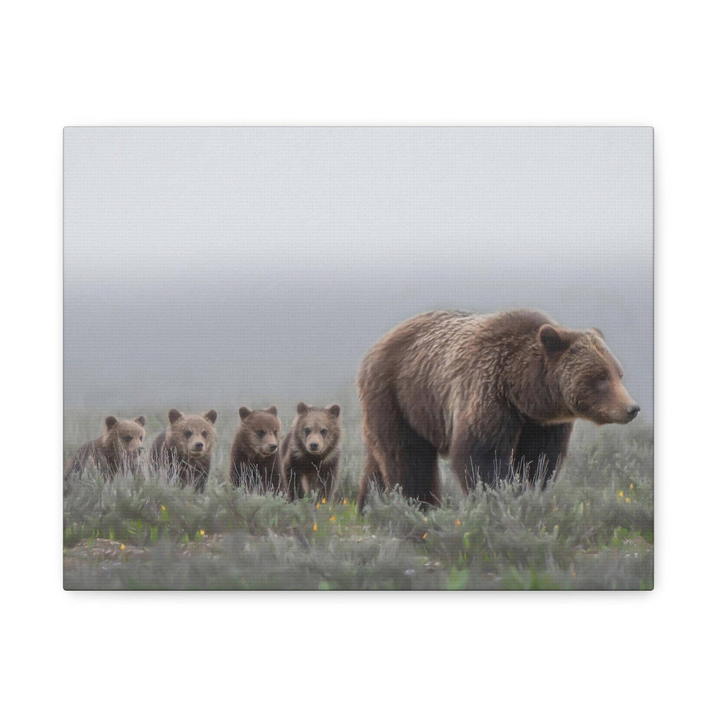 "Grizzly 399" Stretched Canvas