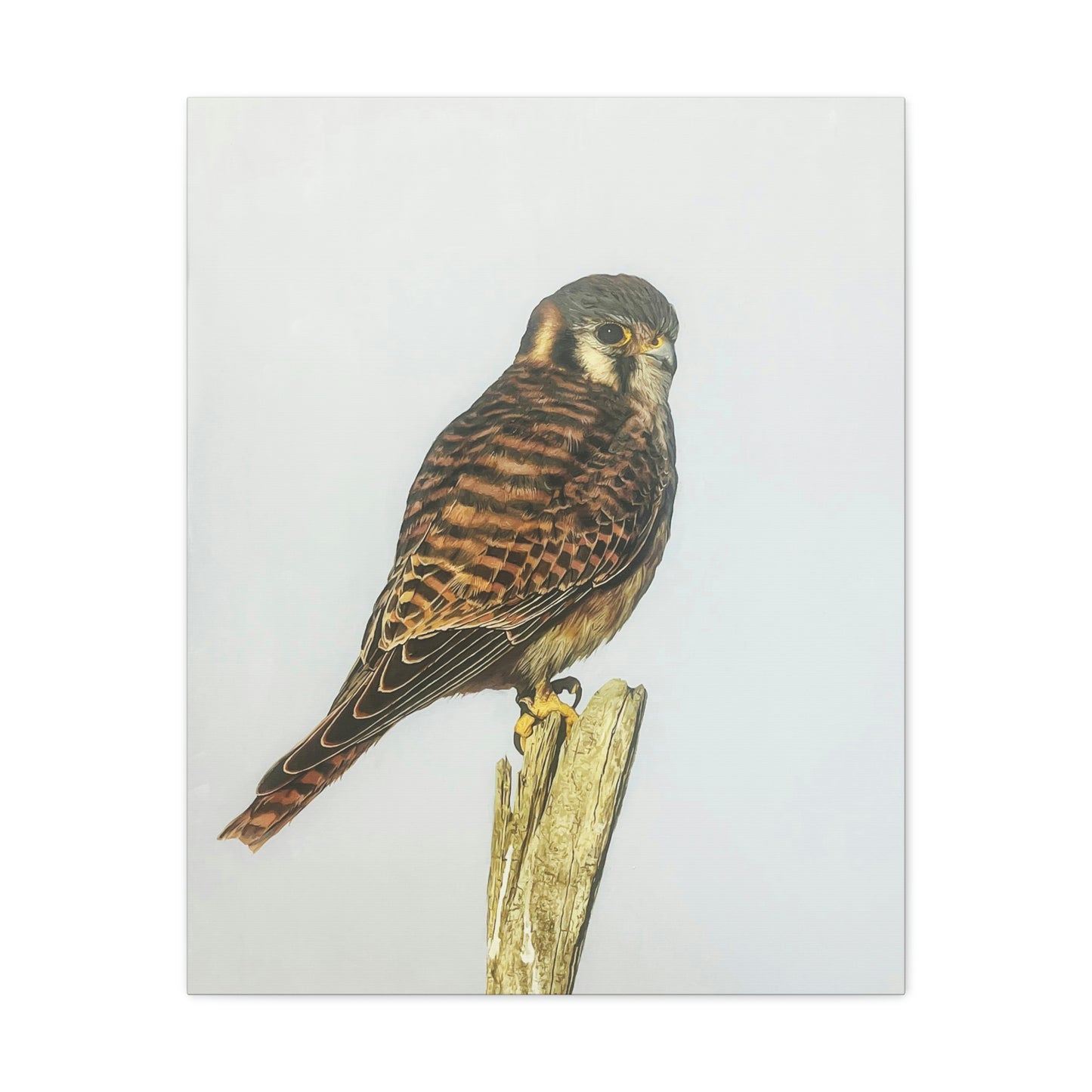 "Kestrel" Stretched Canvas