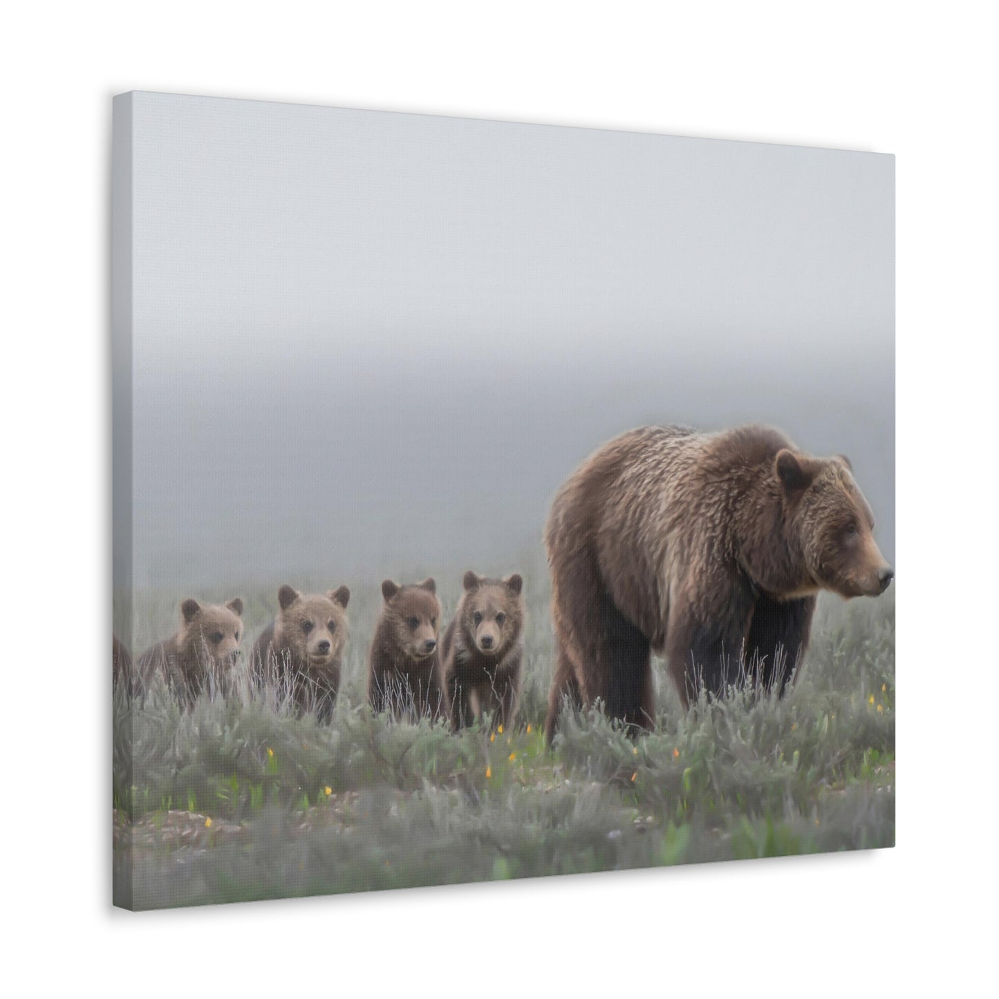 "Grizzly 399" Stretched Canvas