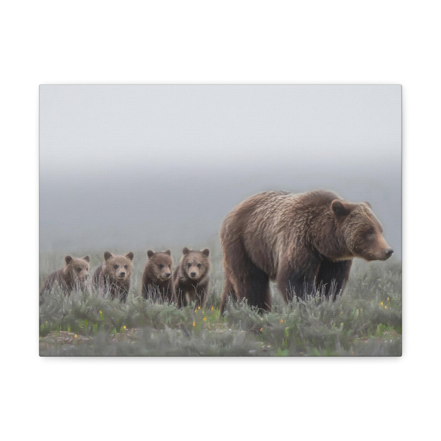 "Grizzly 399" Stretched Canvas