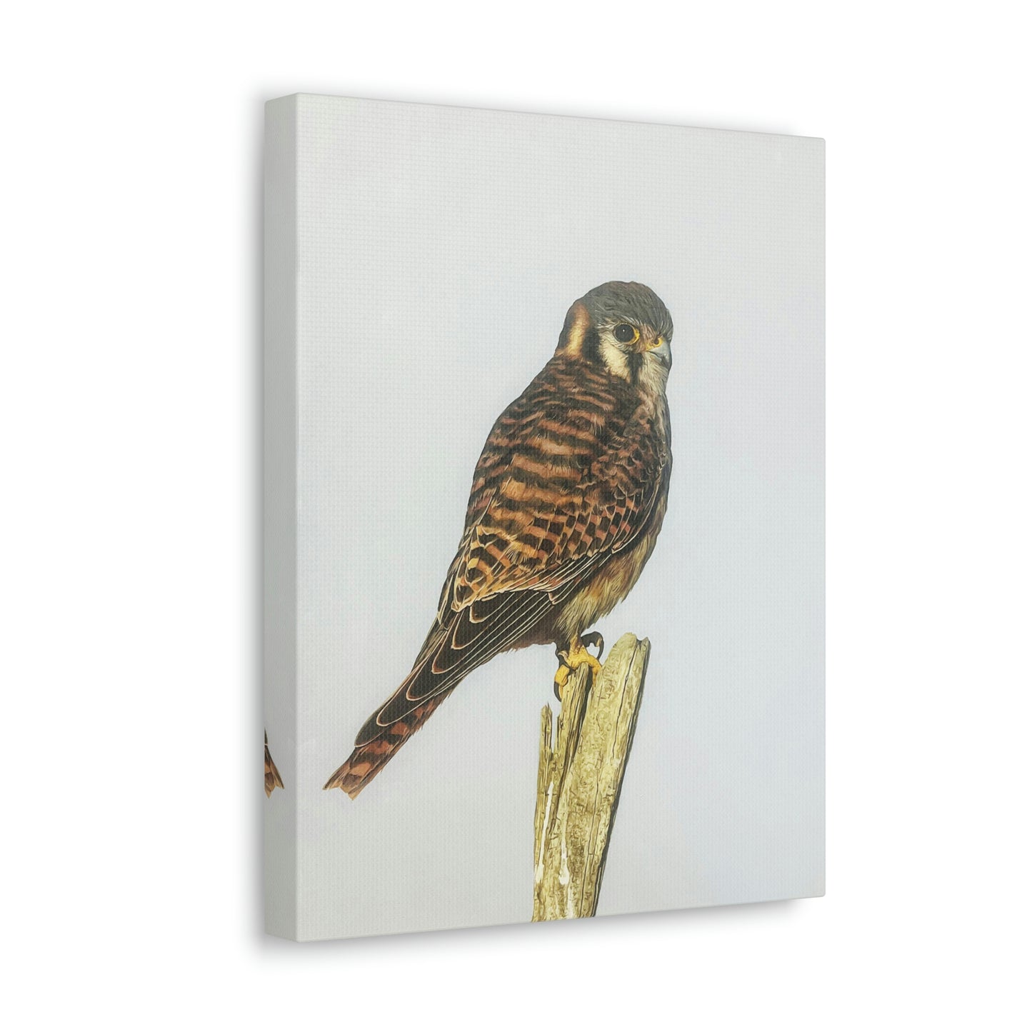 "Kestrel" Stretched Canvas